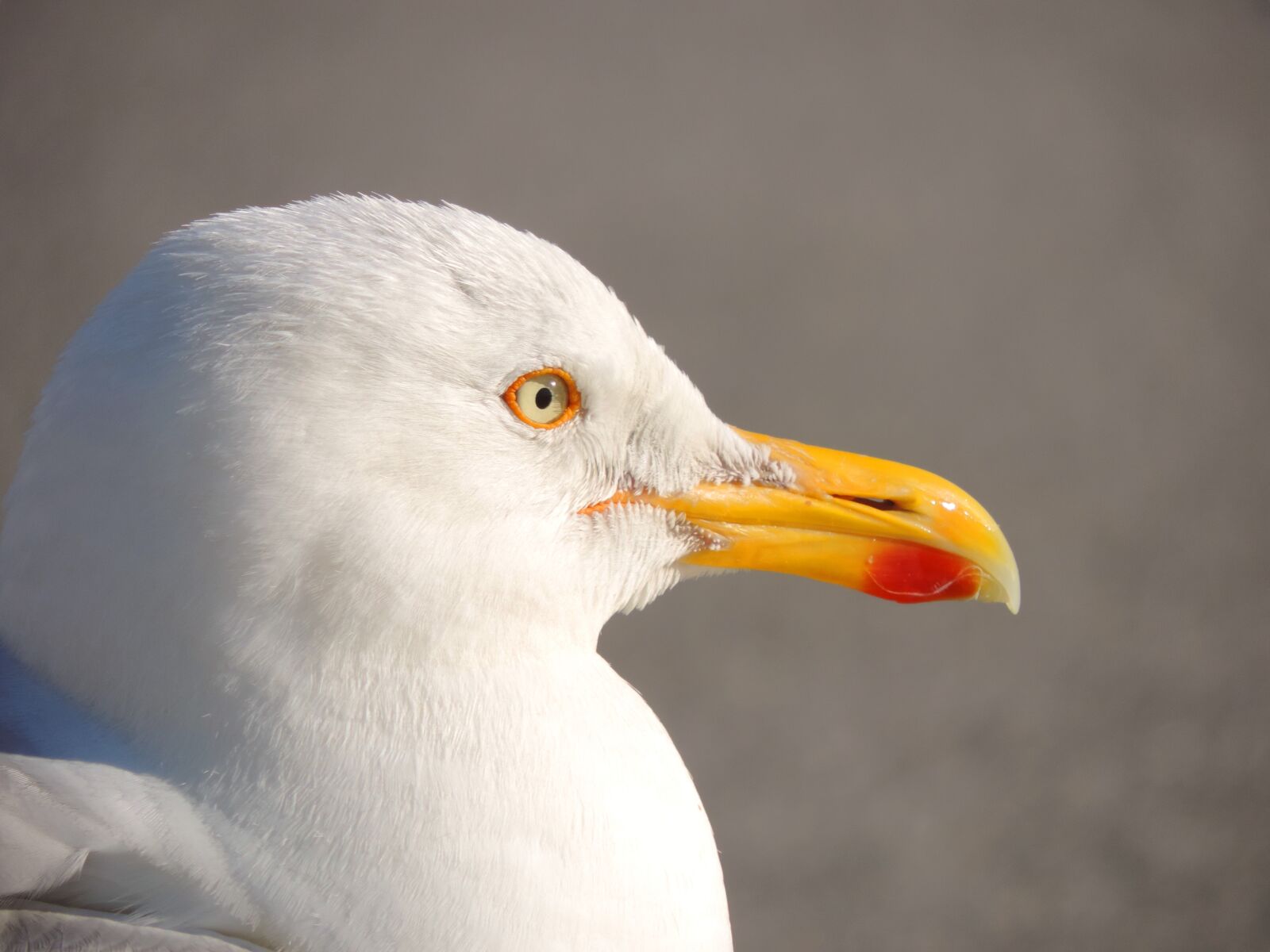 Nikon Coolpix P520 sample photo. Seagull, bird, seevogel photography
