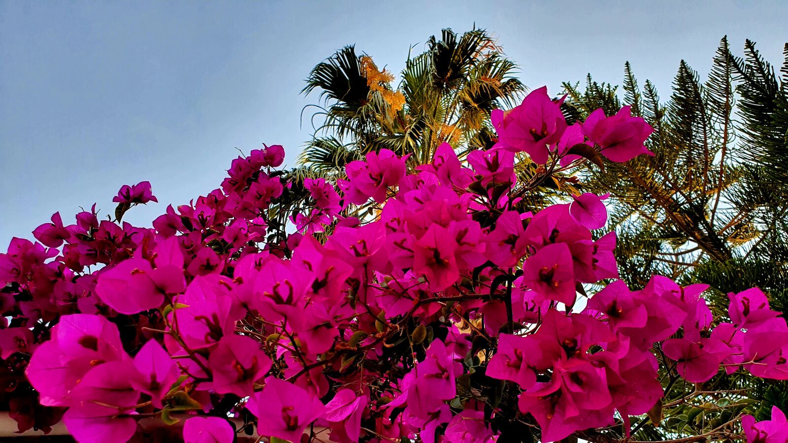 Samsung Galaxy S10e sample photo. Flower, pink, palm photography
