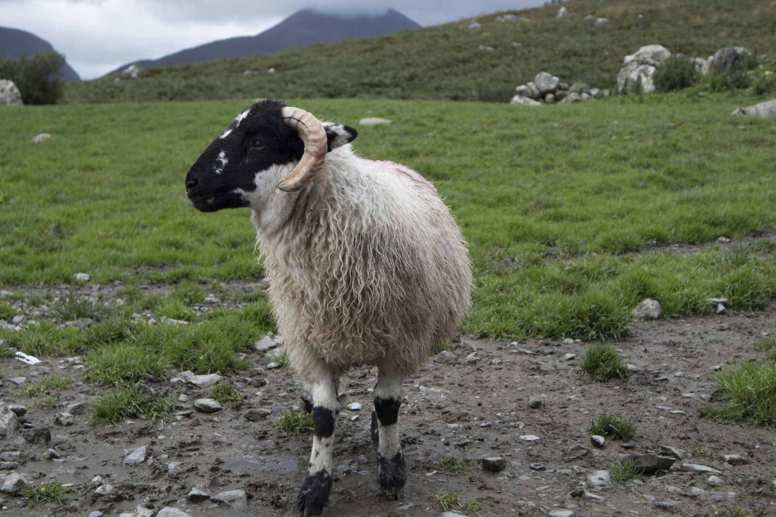 Canon EOS M5 sample photo. Sheep, farm, countryside photography