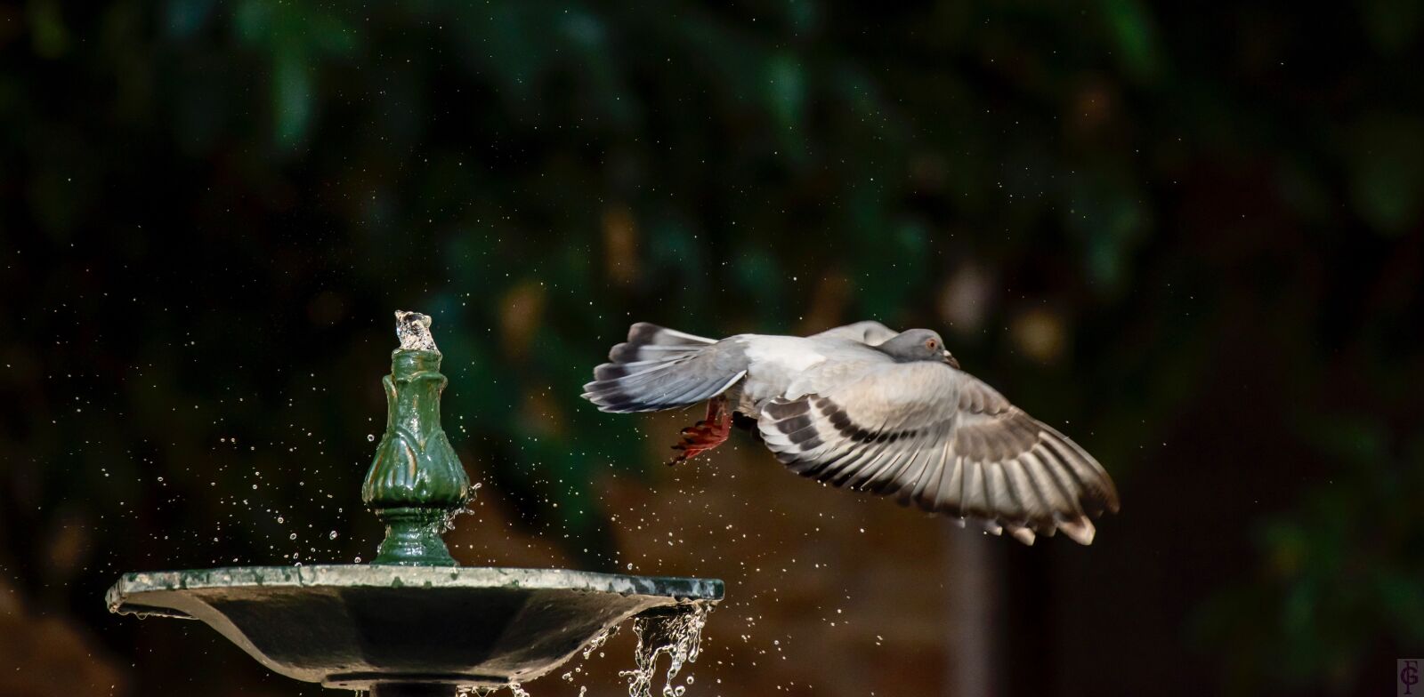 Nikon D810 sample photo. Paloma, fleeting, flight photography