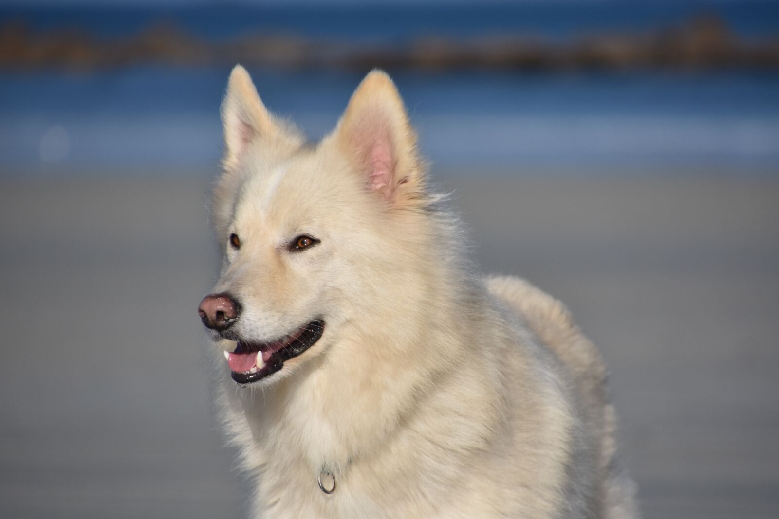 Nikon D3400 sample photo. Dog, cute, doggy photography