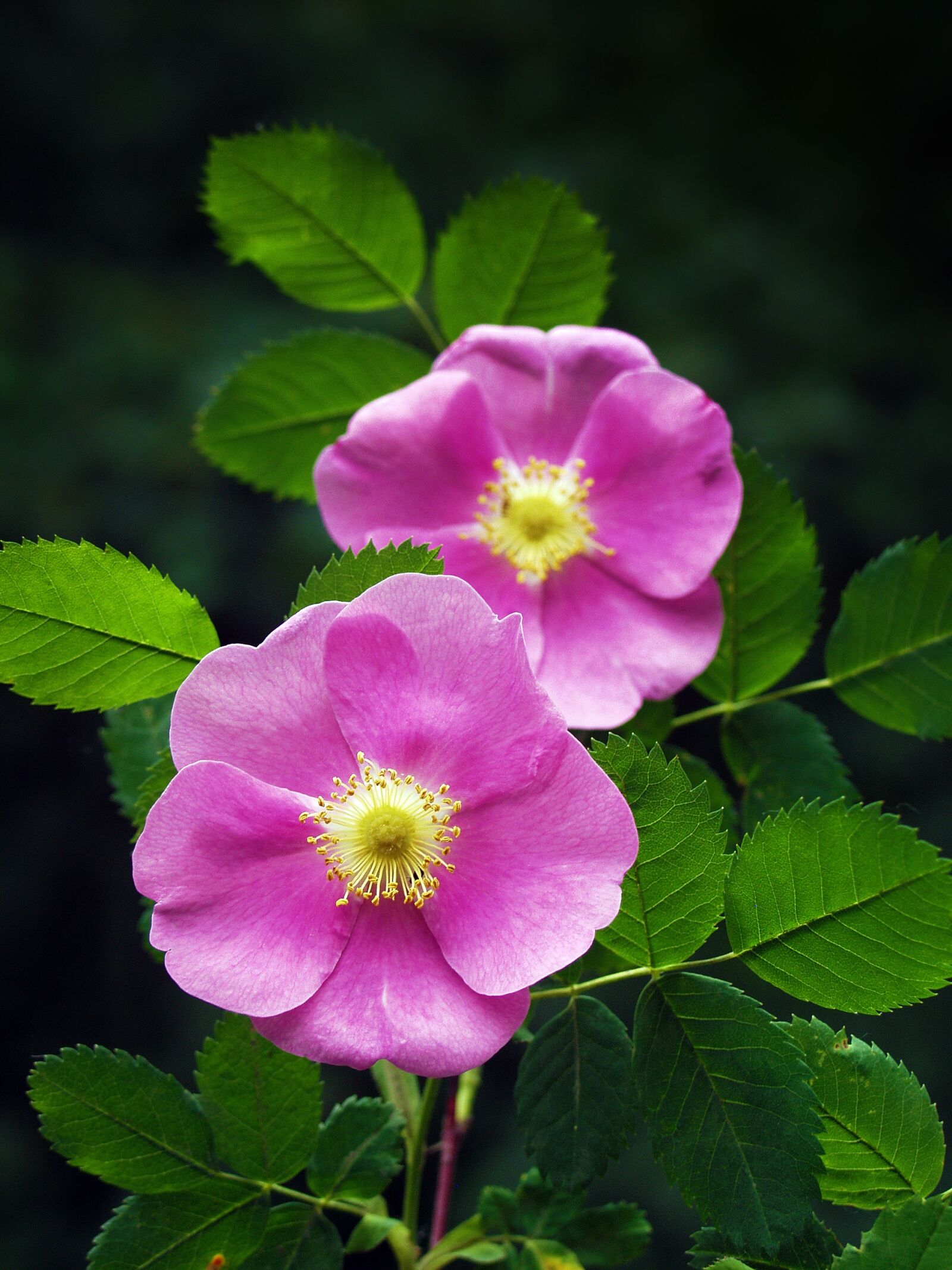 Olympus E-20,E-20N,E-20P sample photo. Wild rose, rose, pink photography