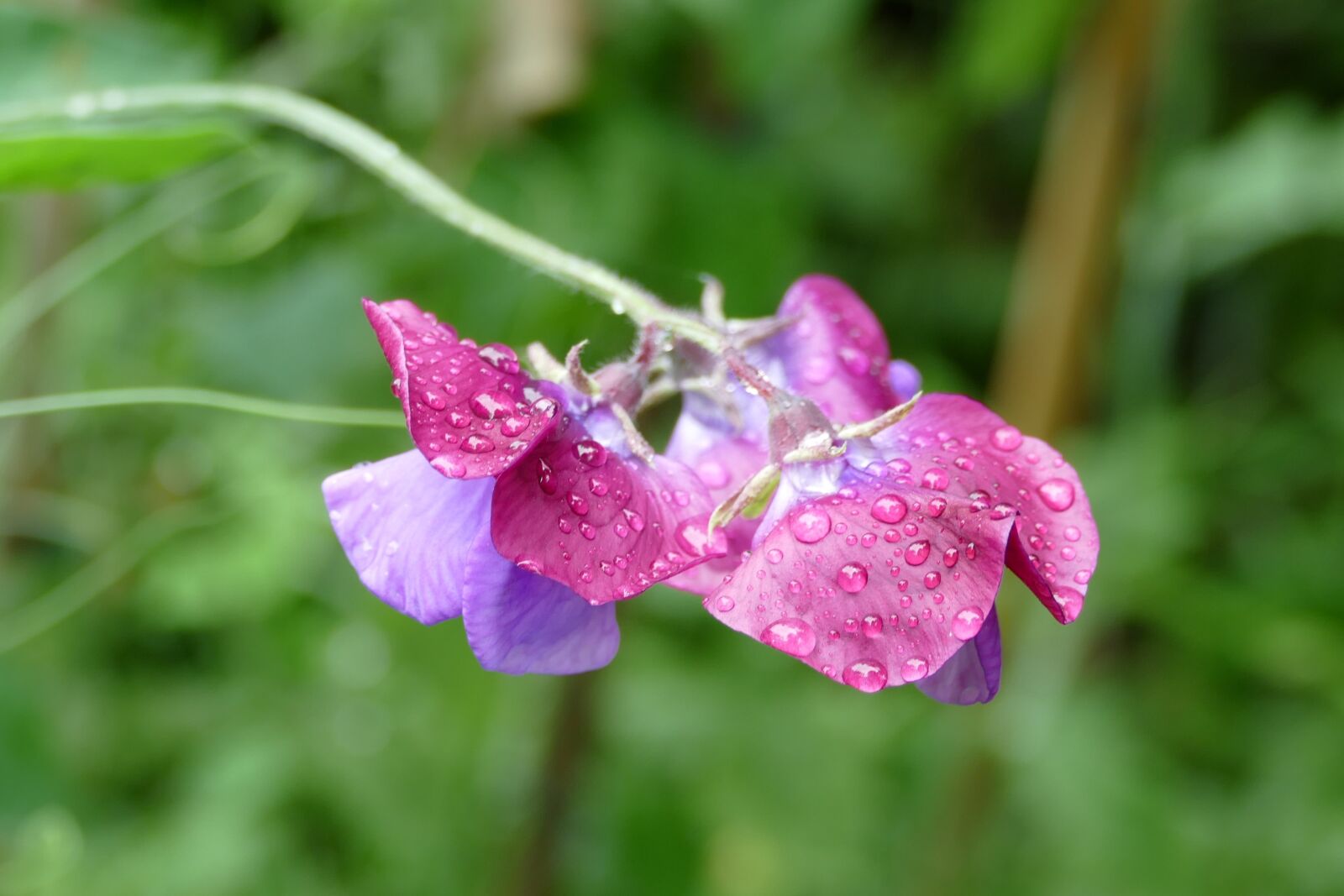 Panasonic Lumix DMC-FZ1000 sample photo. Lathyrus, flower, plant photography