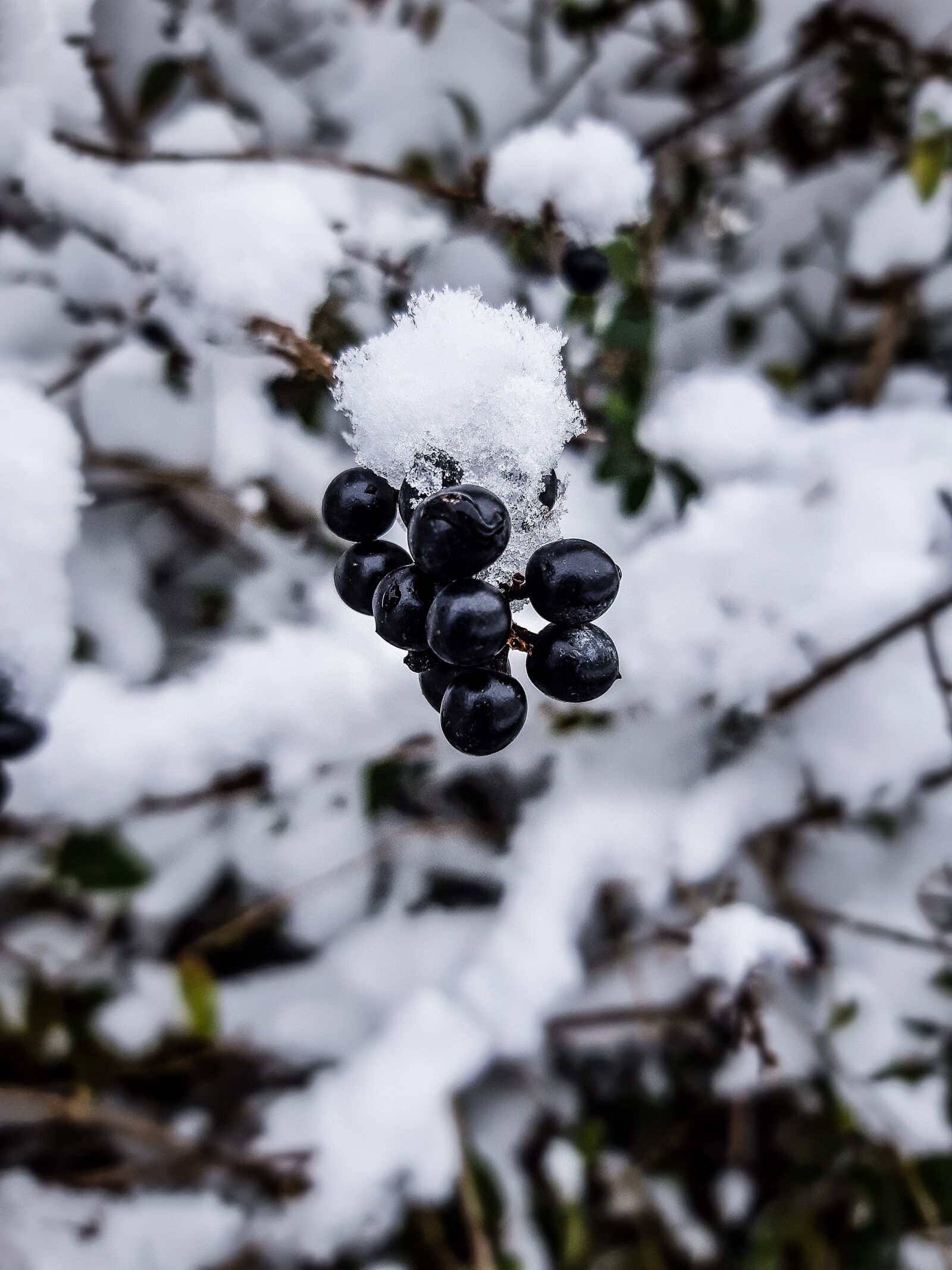 Samsung Galaxy A8(2018) sample photo. Berries, snow, winter photography