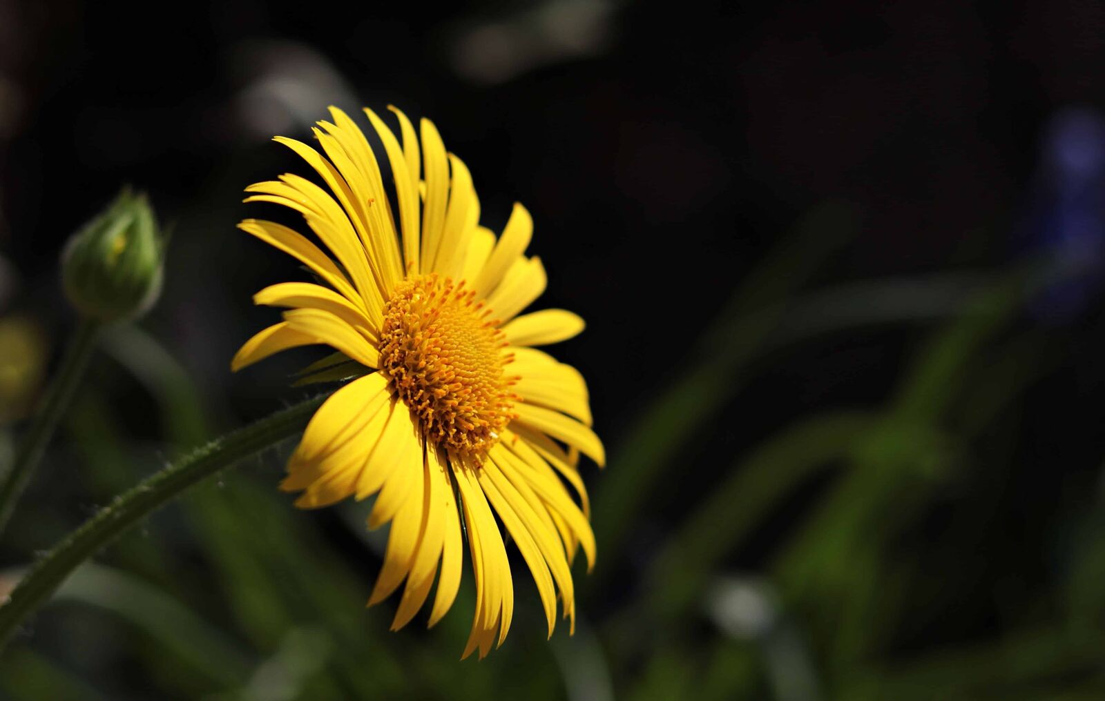 Canon EOS 80D sample photo. Shadow, summer, nature, yellow photography