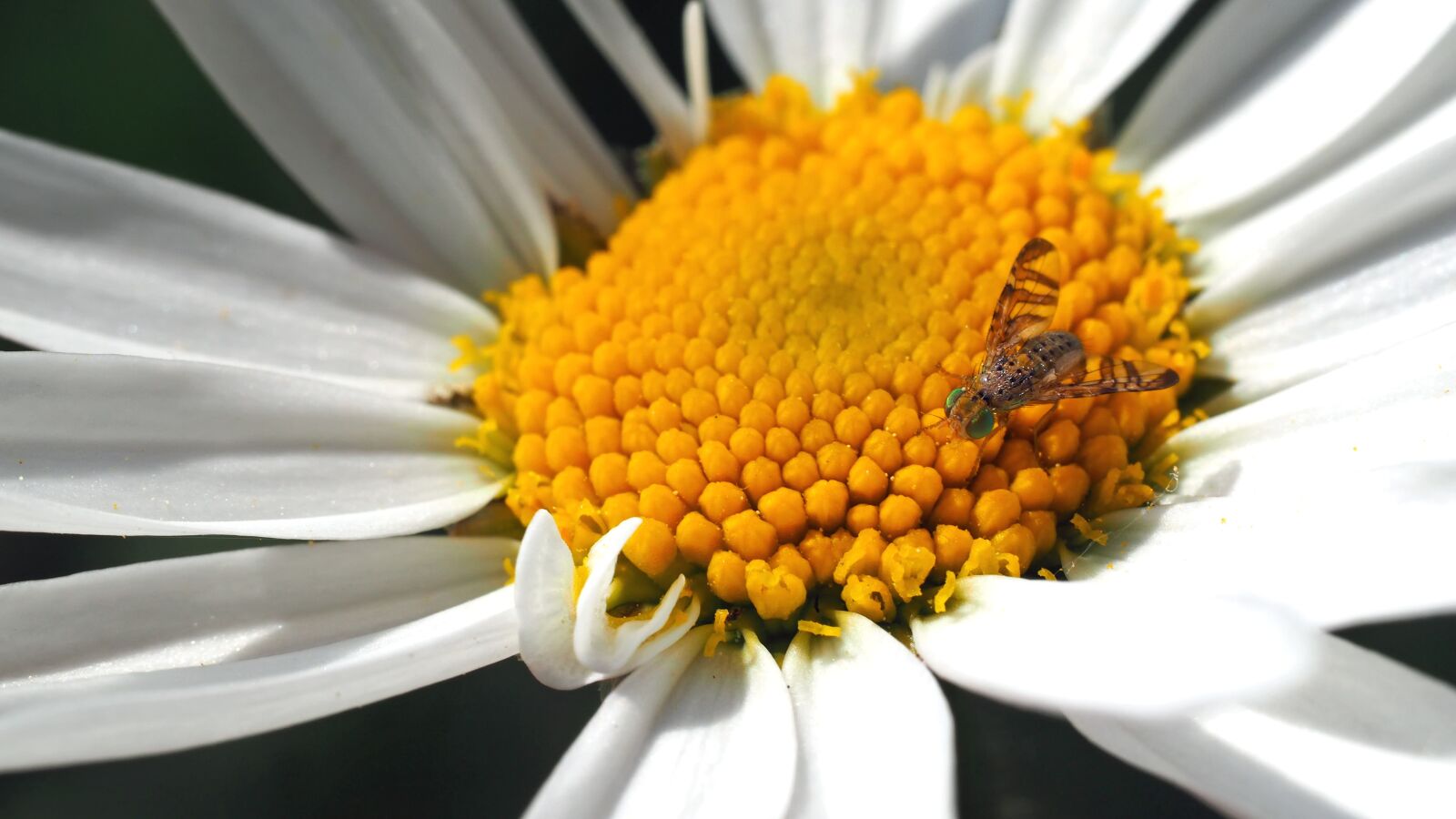 Olympus M.Zuiko Digital ED 60mm F2.8 Macro sample photo. Daisy with bohrfliege, 8 photography