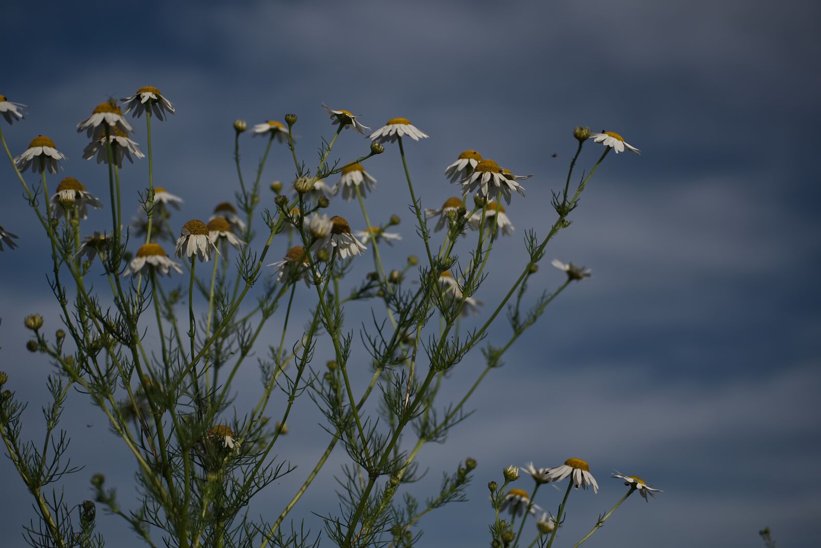 Nikon D5500 sample photo. Chamomile, daisy, flowers photography