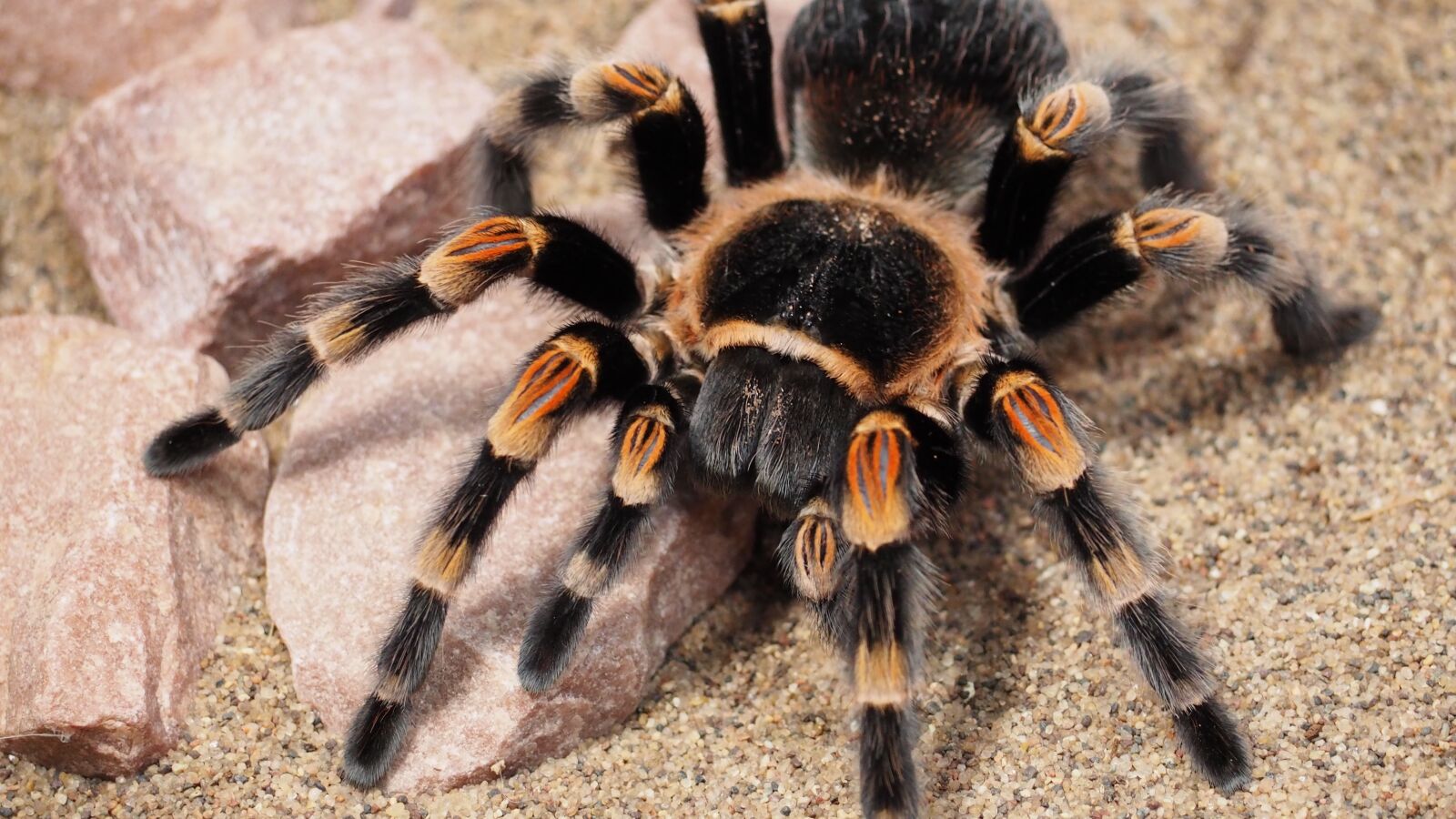 Olympus OM-D E-M10 II sample photo. Tarantula, spider, animal photography