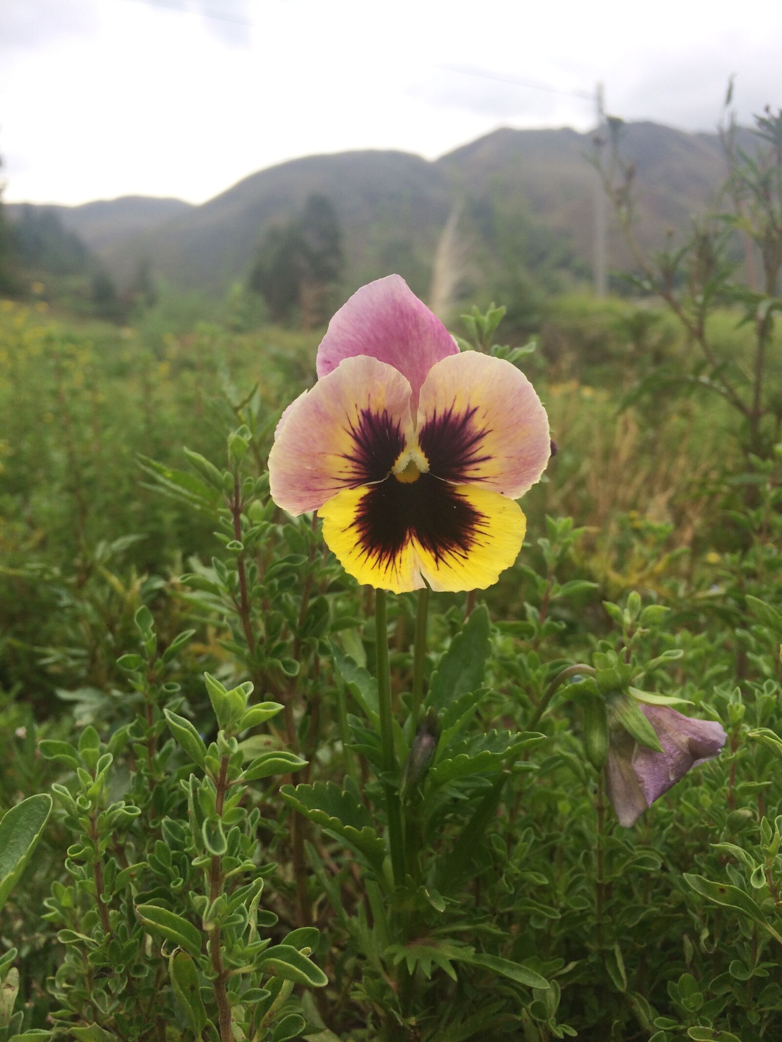iPhone 5s back camera 4.15mm f/2.2 sample photo. Flor, flores, flora photography