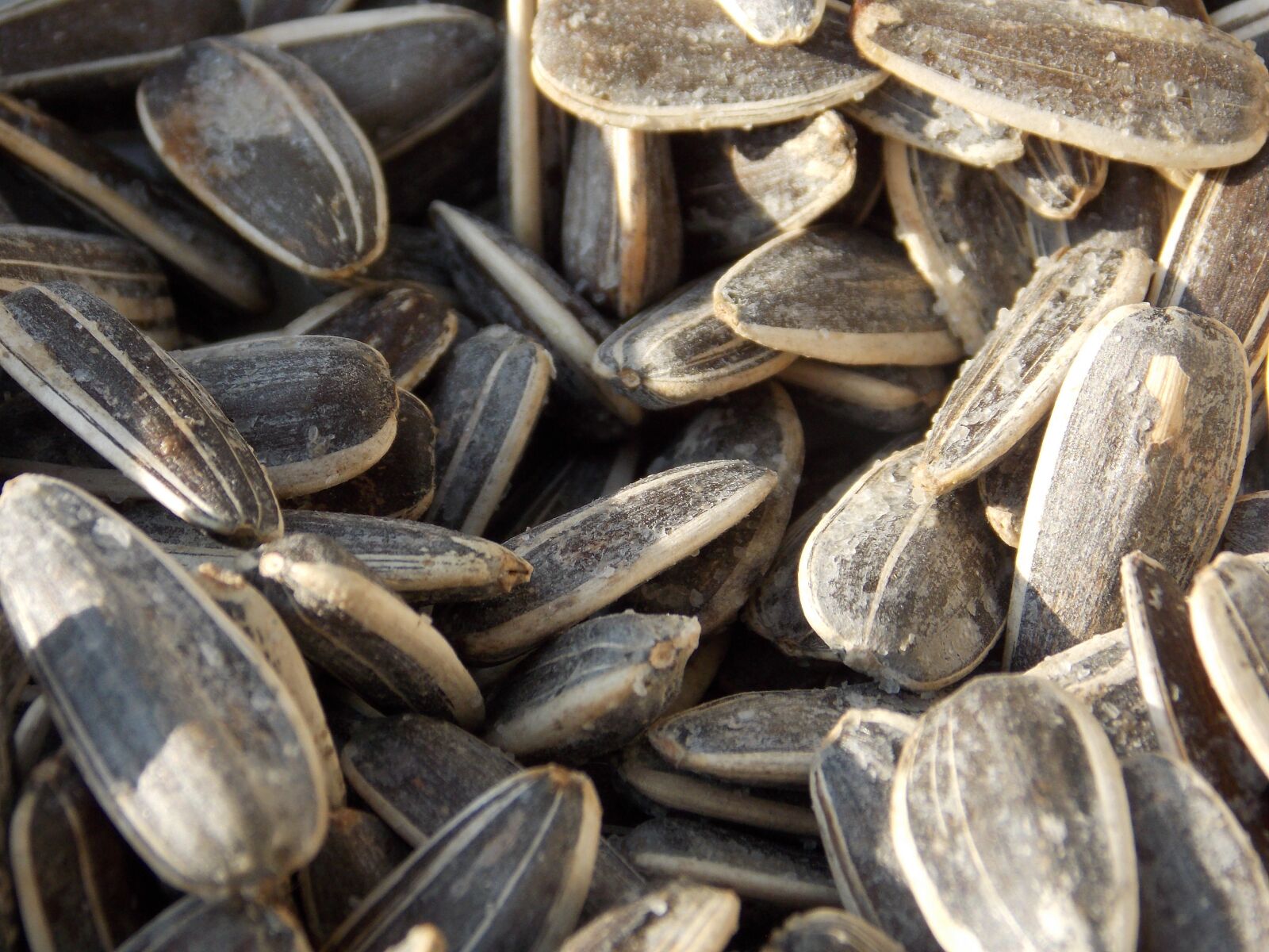 Nikon Coolpix L810 sample photo. Seeds, relaxation, black photography