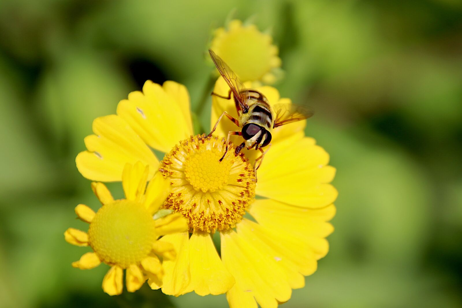 Canon EOS 800D (EOS Rebel T7i / EOS Kiss X9i) sample photo. Flower, the colour yellow photography