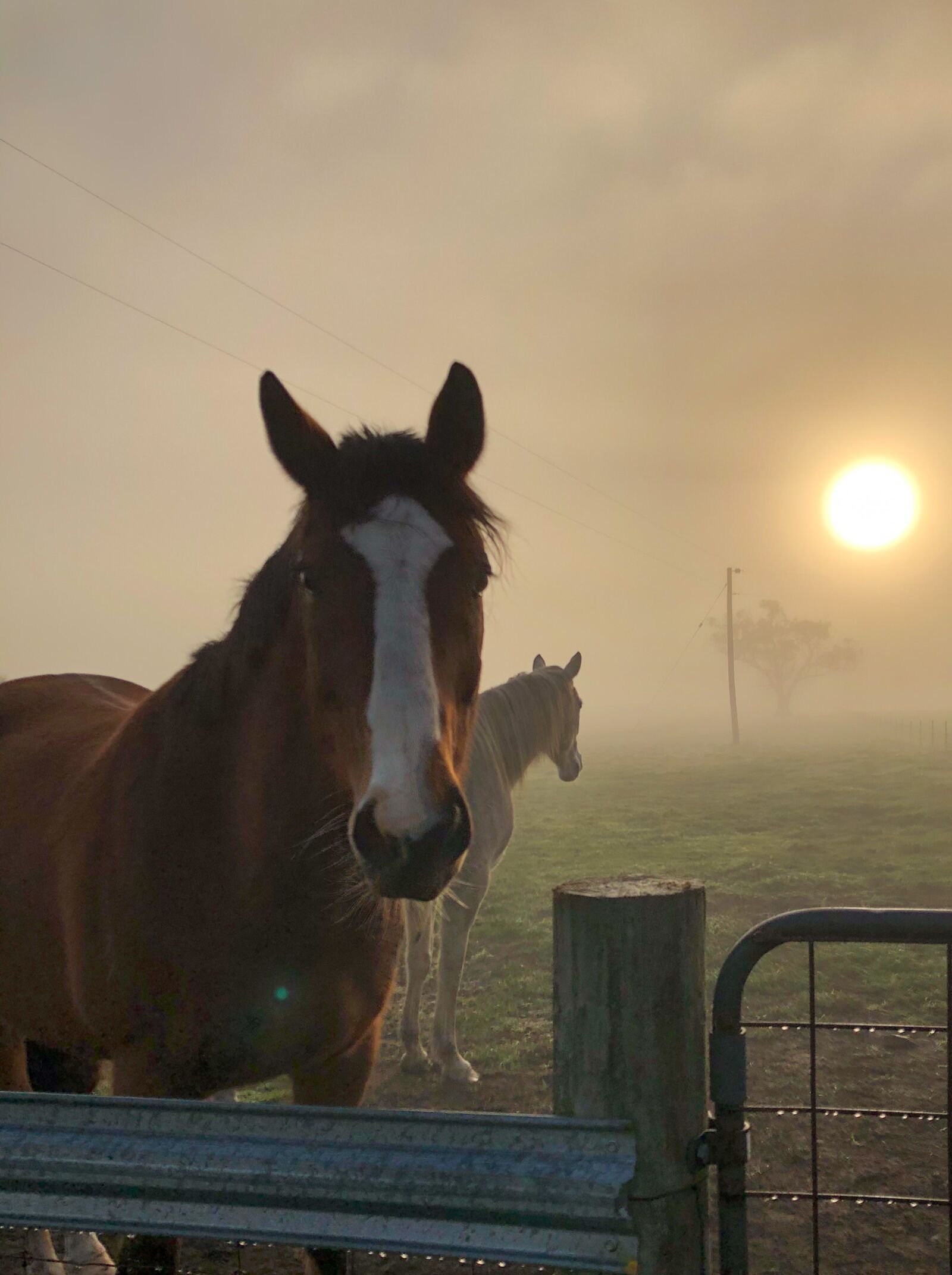 iPhone X back dual camera 4mm f/1.8 sample photo. Horse, sunrise, fog photography