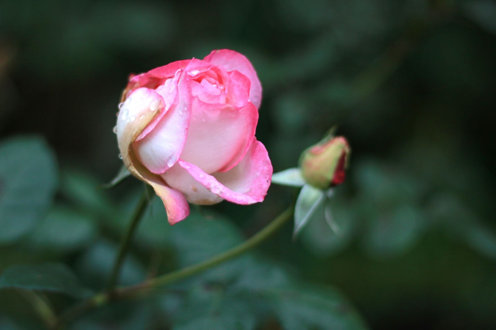 Canon EOS 70D + Canon EF 50mm F1.8 STM sample photo. Mouthwatering, rose, new rose photography