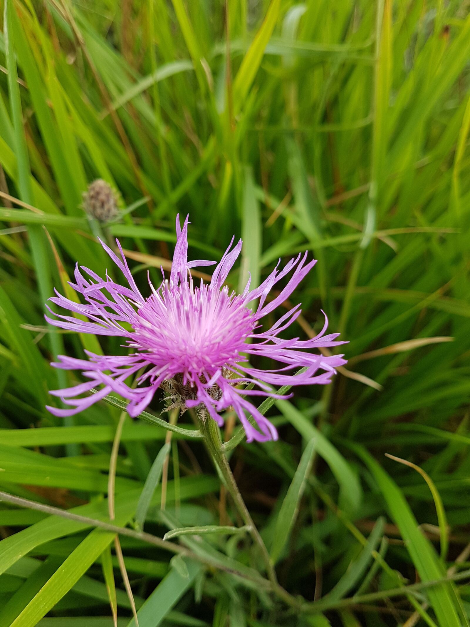 Samsung Galaxy S7 sample photo. Blueberry, flower, nature photography
