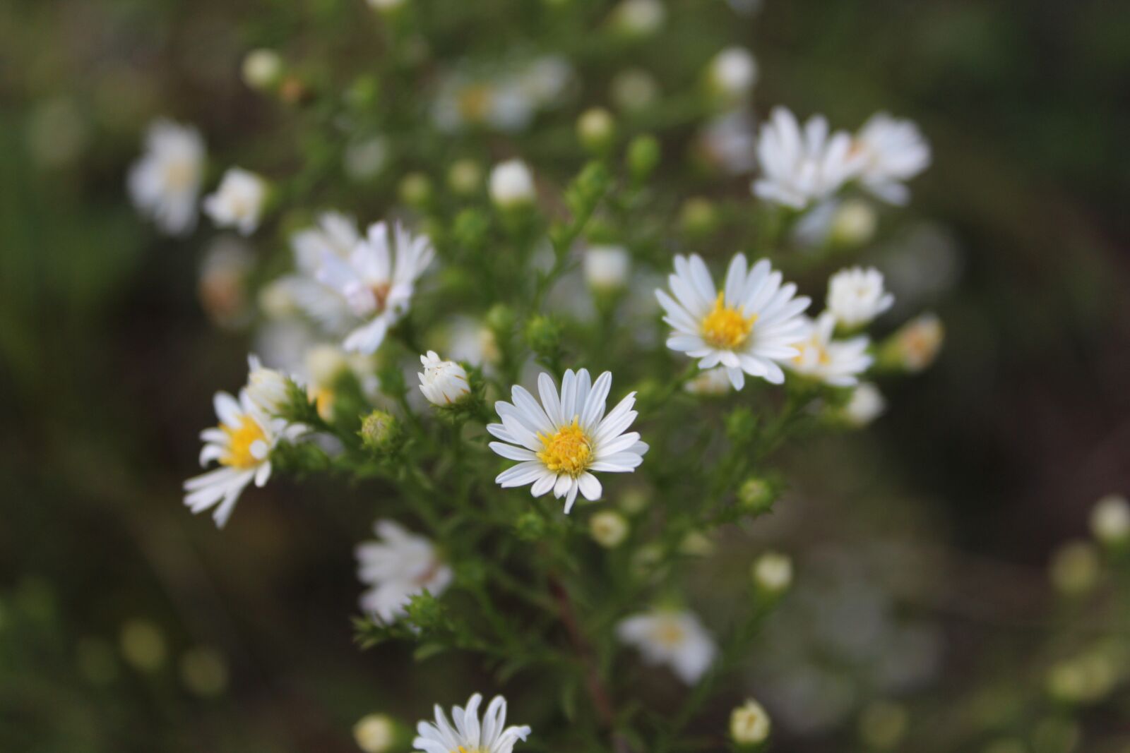 Canon EOS 1300D (EOS Rebel T6 / EOS Kiss X80) sample photo. Nature, flower, flora photography
