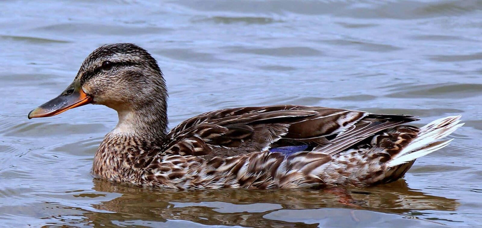 Canon EOS 550D (EOS Rebel T2i / EOS Kiss X4) sample photo. Wild duck, zoology, ornithology photography