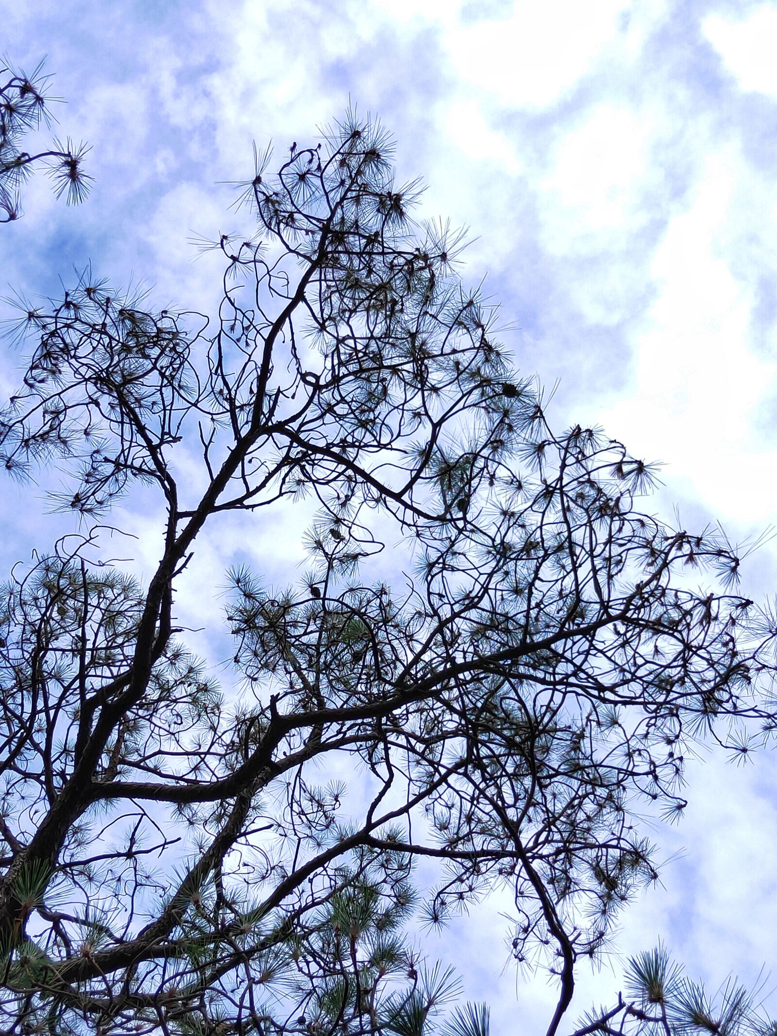Realme 3 PRO sample photo. Pine tree, sky, outdoor photography