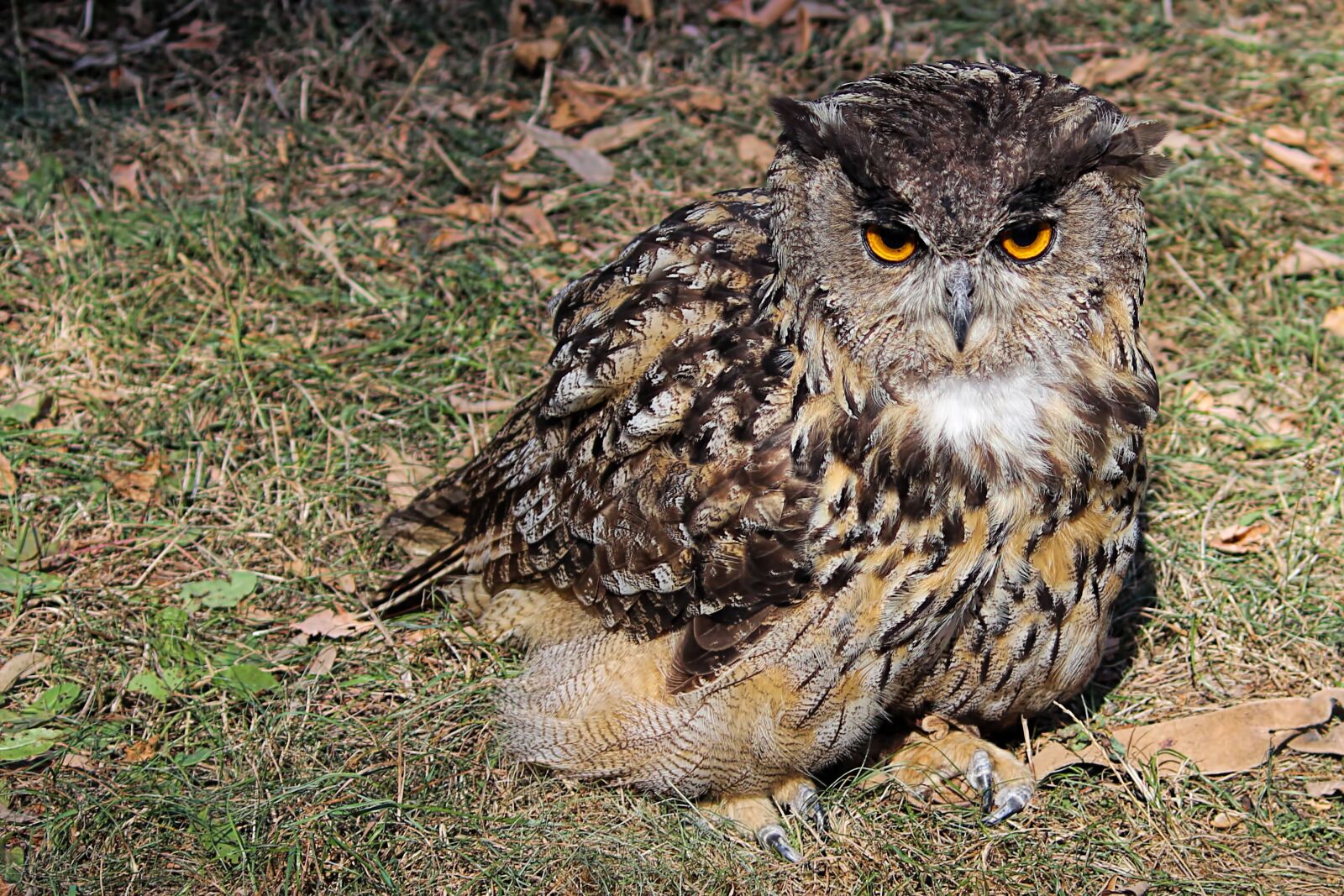 Canon EOS 600D (Rebel EOS T3i / EOS Kiss X5) sample photo. Owl, eagle owl, young photography