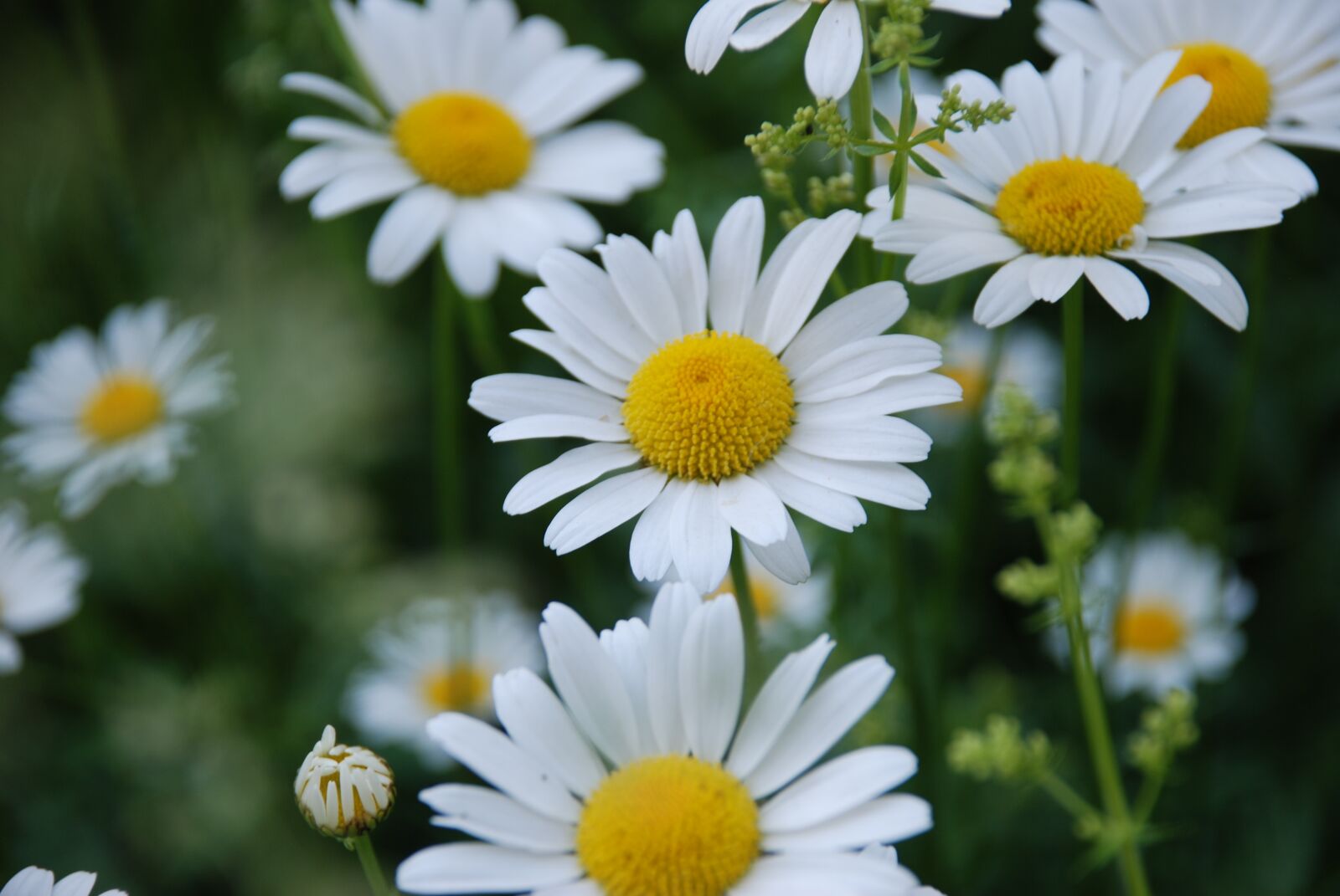 Nikon D80 sample photo. Chamomile, flower, summer photography