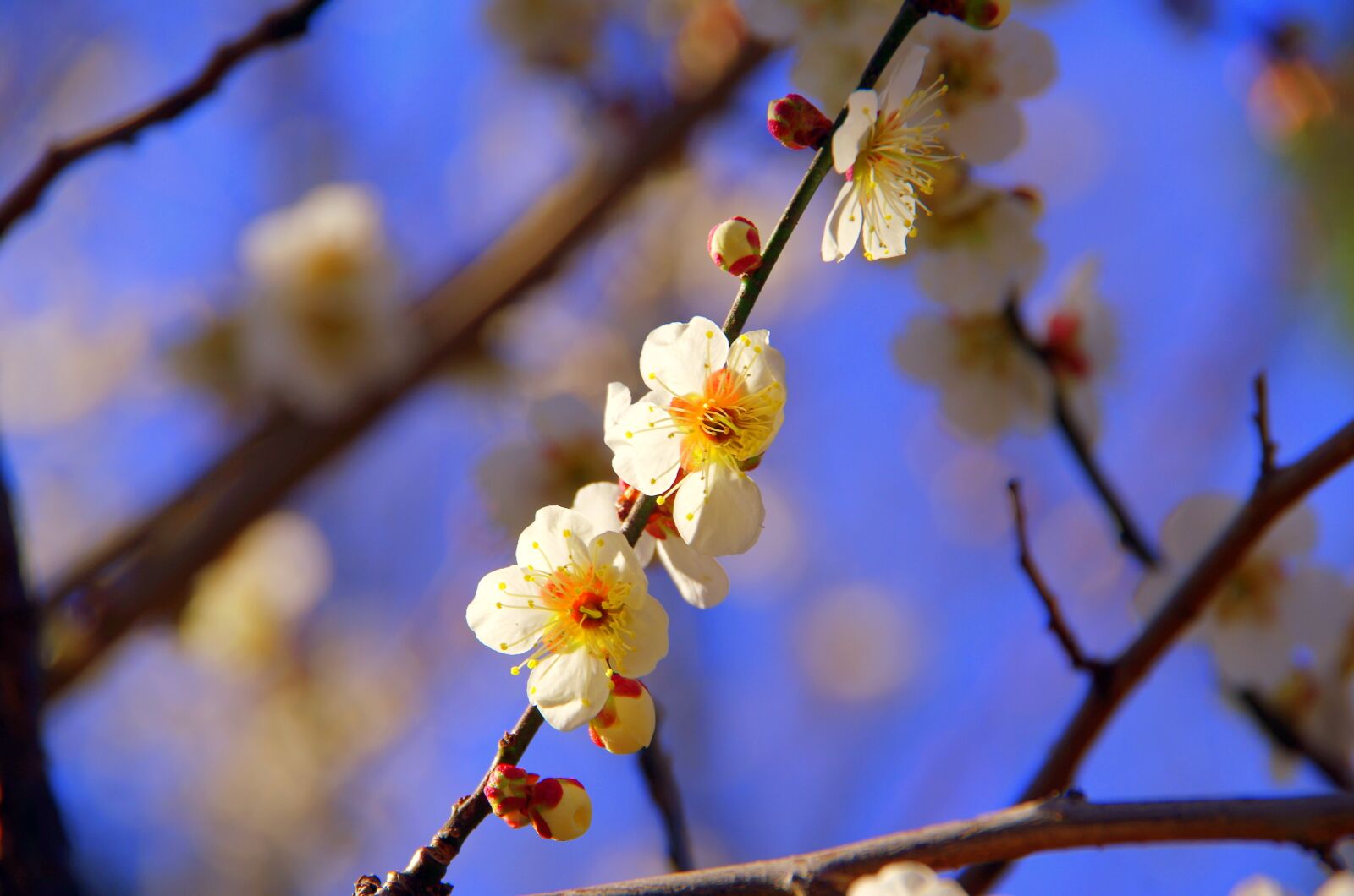 Pentax K-30 sample photo. Branch, wood, flowers photography