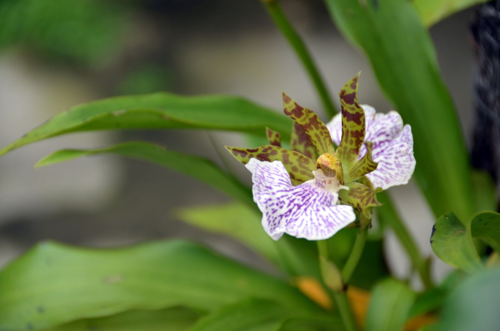 Nikon D5100 sample photo. Beautiful, nature, flower flowers photography