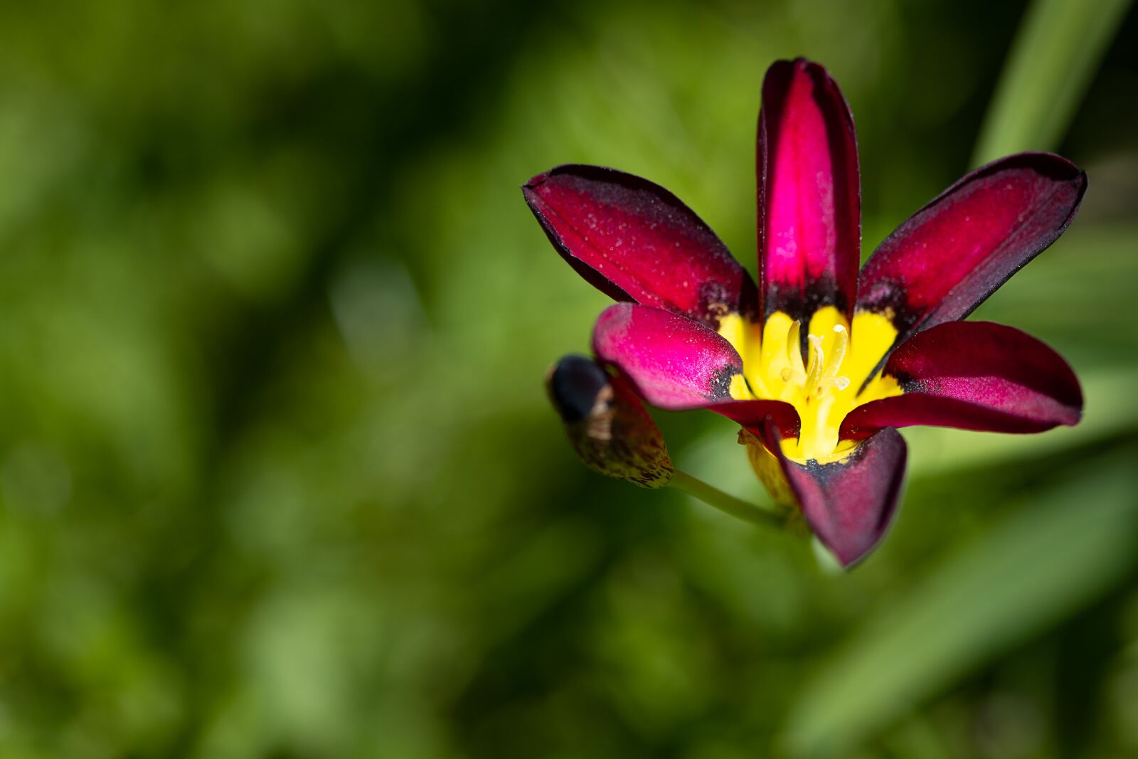 Nikon D7100 sample photo. Flower, blossom, bloom photography