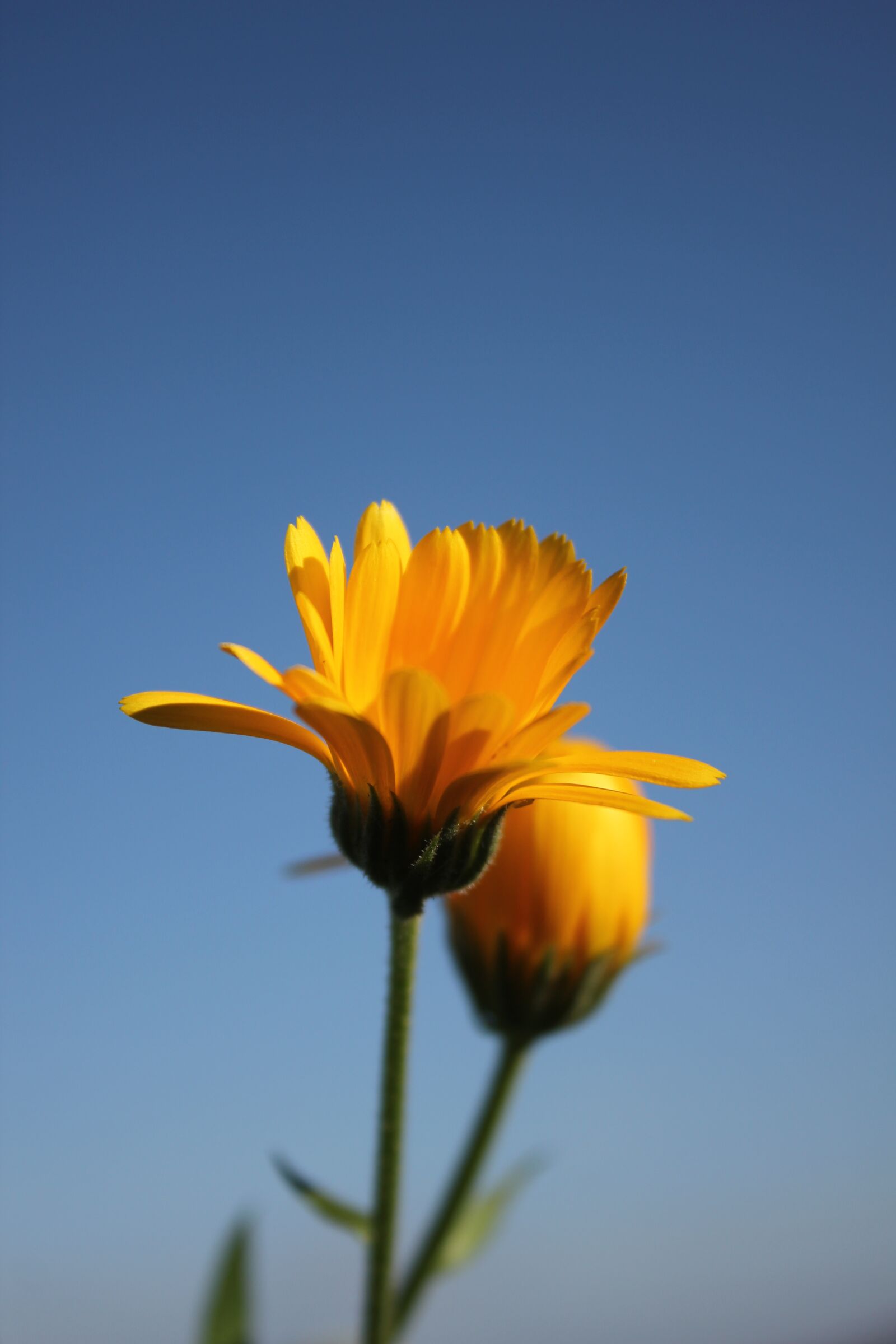 Canon EOS 550D (EOS Rebel T2i / EOS Kiss X4) sample photo. Flower, nature, yellow photography
