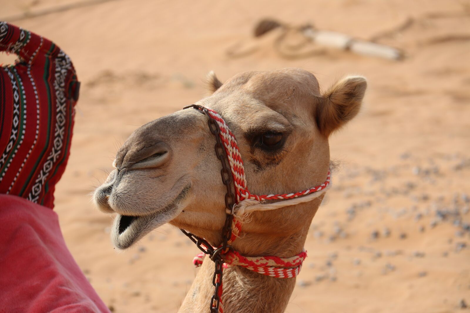 Canon EF-S 18-200mm F3.5-5.6 IS sample photo. Camel, desert, hello photography