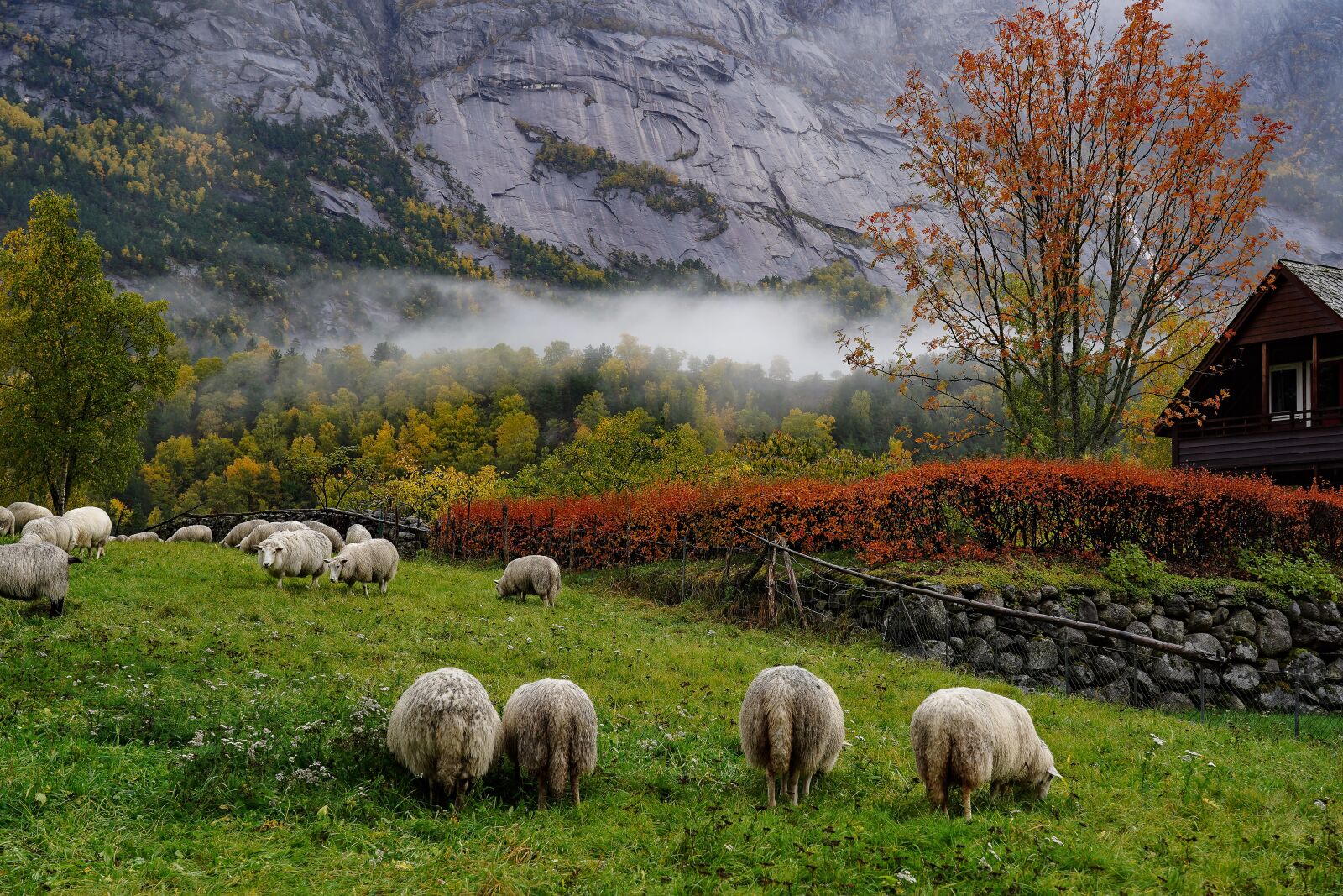 Sony FE 24-105mm F4 G OSS sample photo. Indian summer, norway, sheep photography