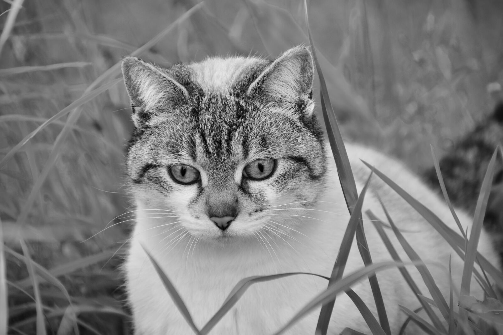 Nikon D5600 sample photo. Cat, portrait of cat photography