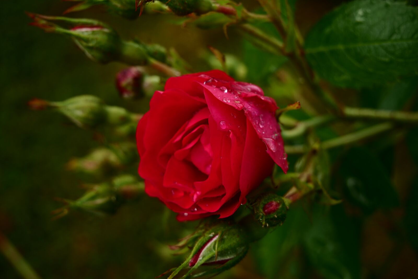 Panasonic Lumix DC-G9 sample photo. Rose, red rose, garden photography