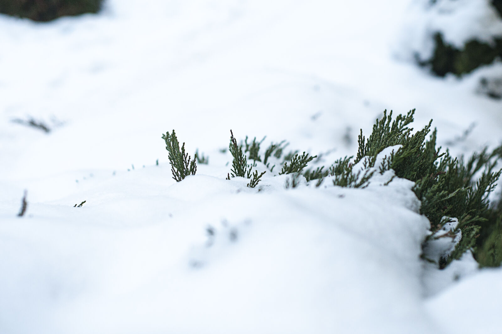 Nikon D300S + Nikon AF Nikkor 50mm F1.8D sample photo. Macro, snow, winter photography