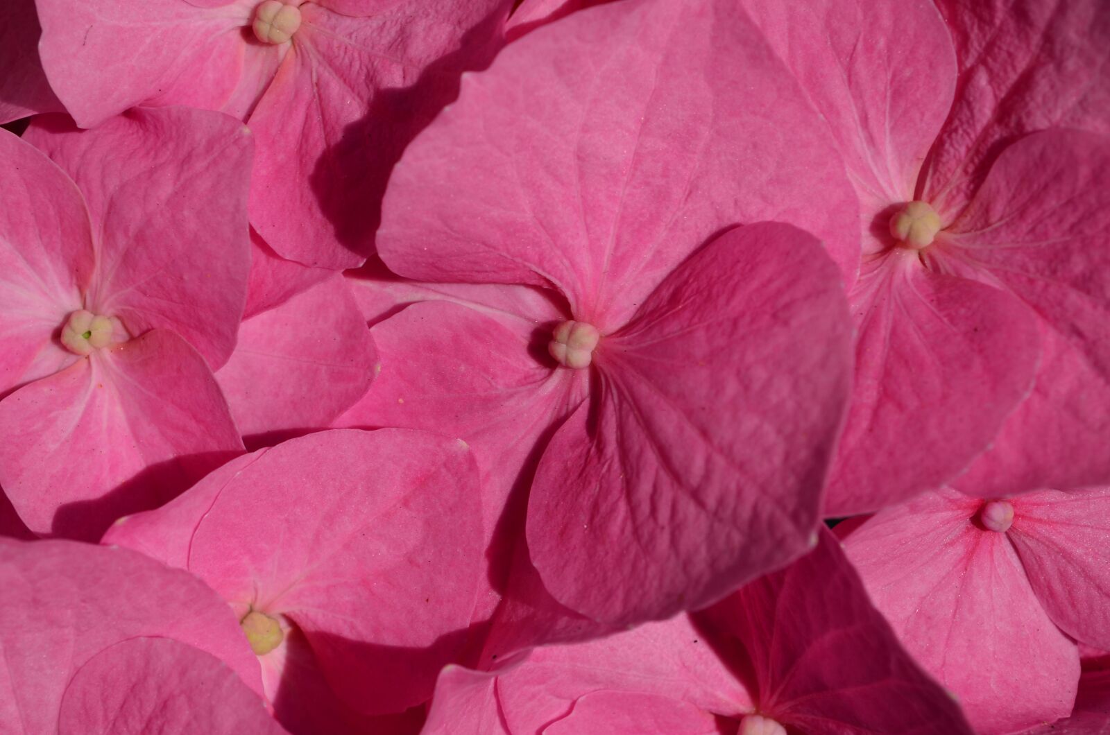 Nikon D5100 sample photo. Hydrangea, flower, blossom photography