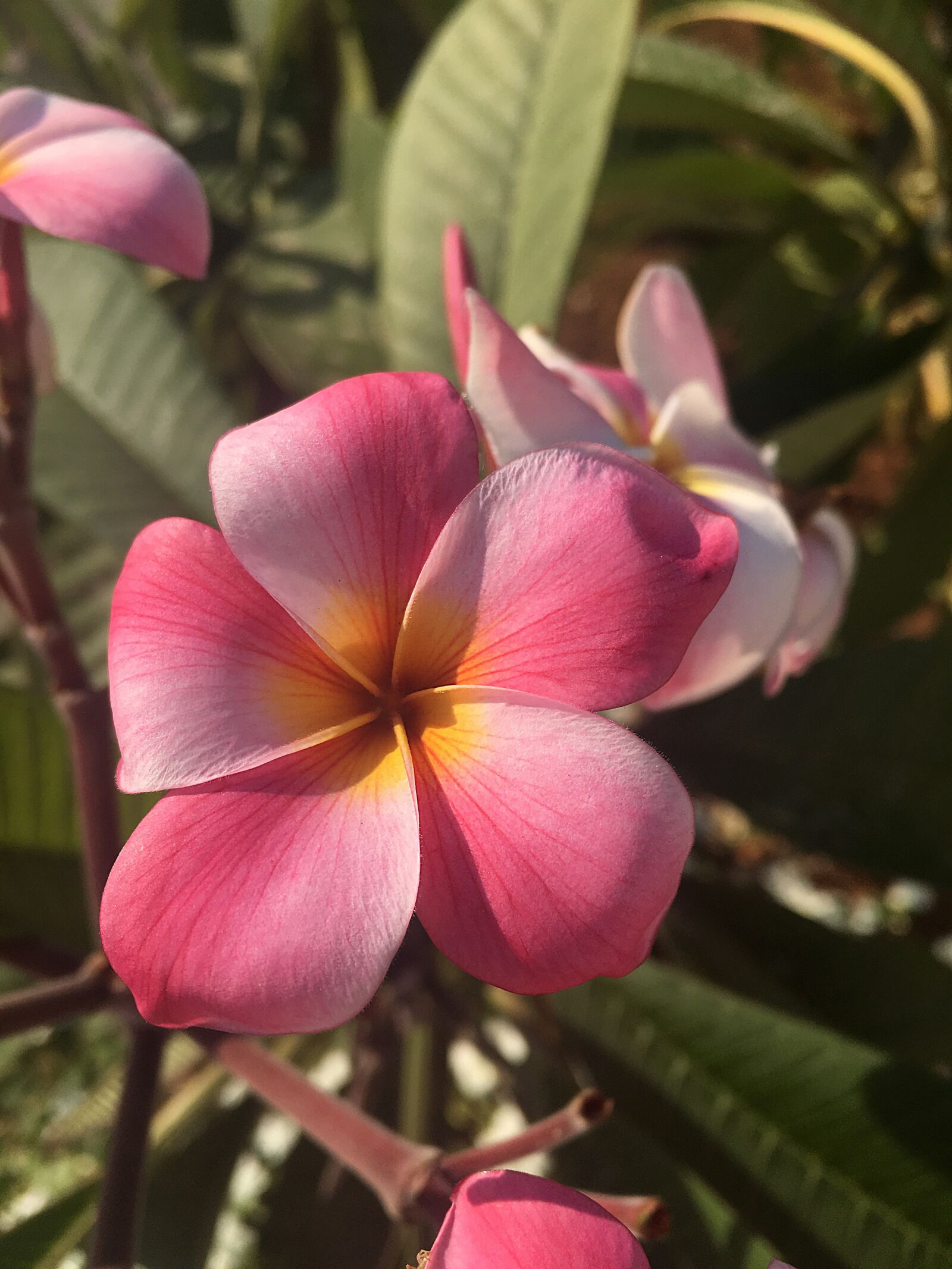 Apple iPhone 6s sample photo. Flower, nature, plant photography
