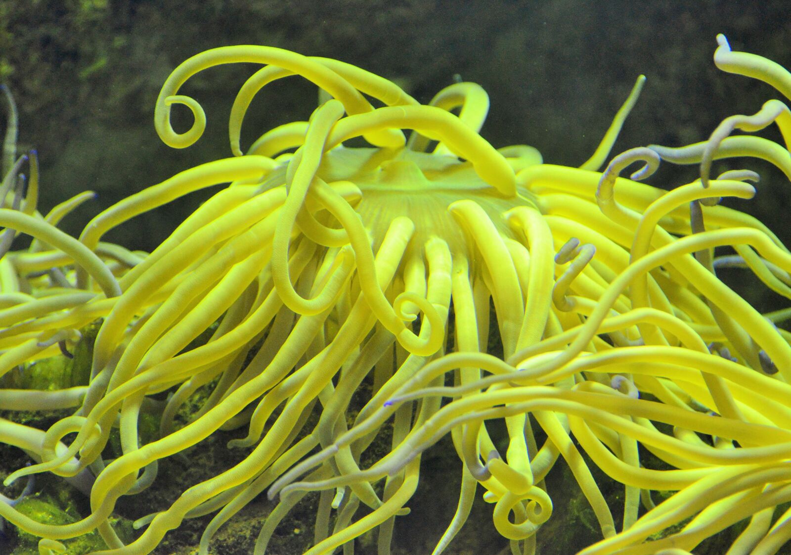 Nikon D5100 sample photo. Coral, yellow, aquarium photography