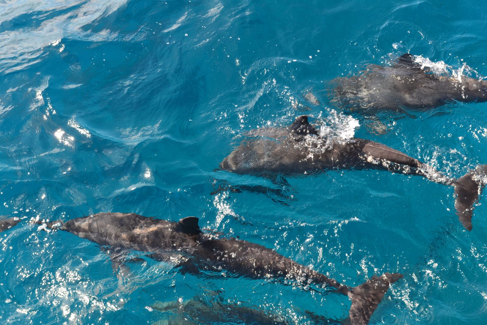Nikon D3100 sample photo. Dolphins, summer, fernando de photography