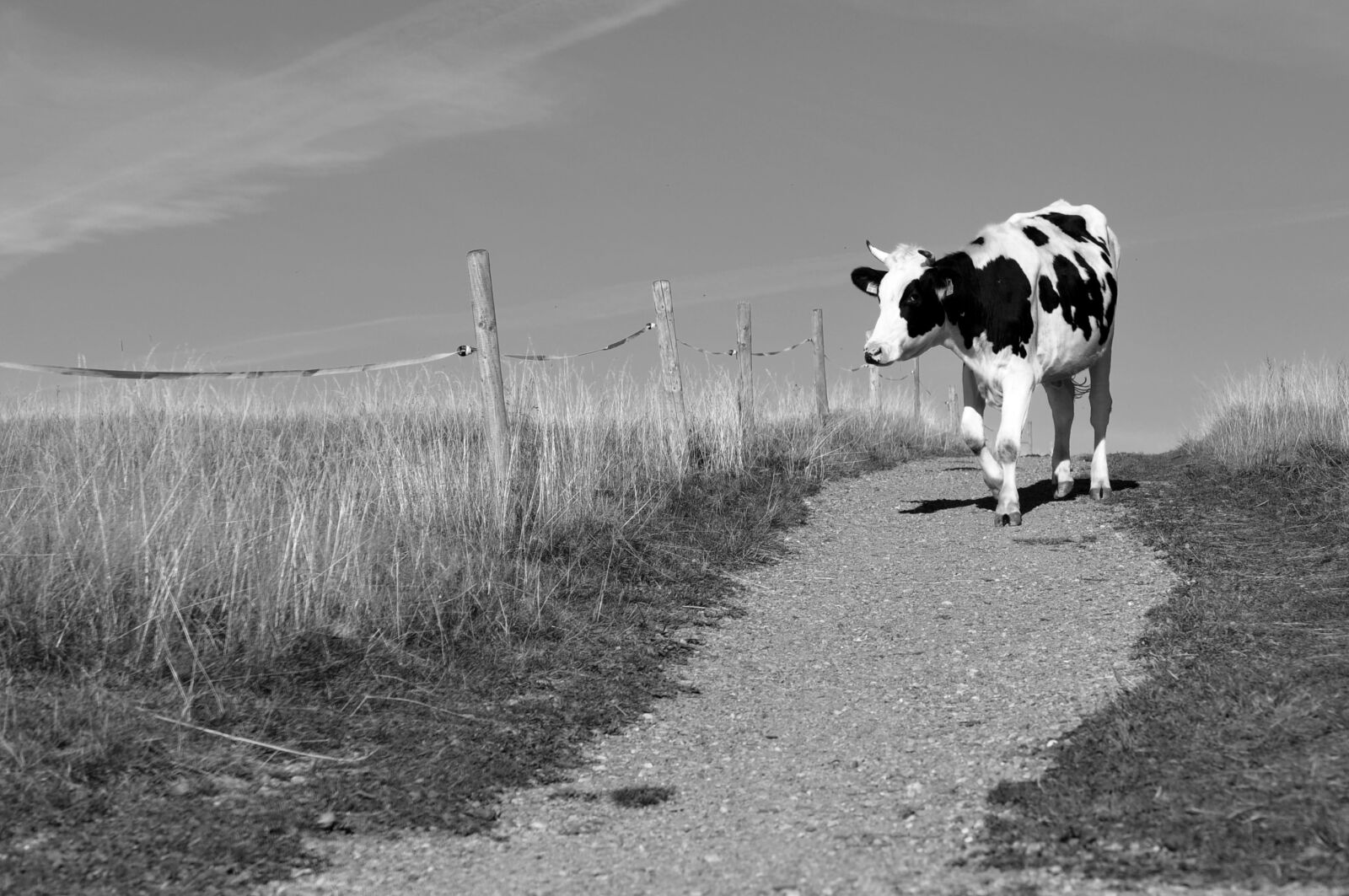 Nikon D90 sample photo. Cow, away, nature photography