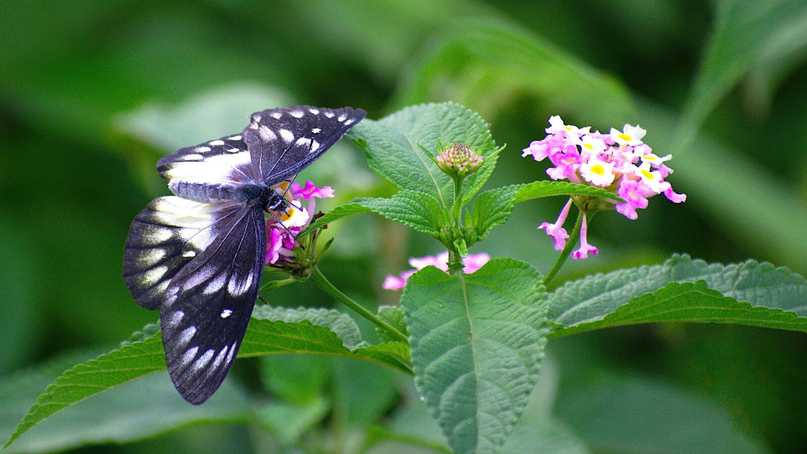 Nikon D5300 sample photo. Butterfly, nature, flower photography