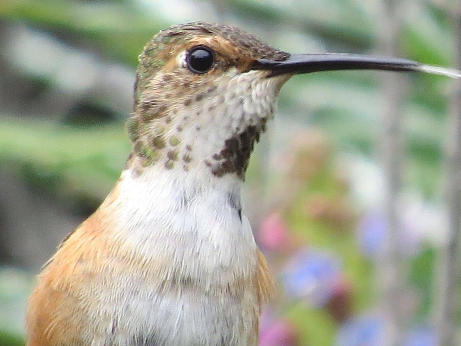 Canon PowerShot SX50 HS sample photo. Bird, hummingbird, nature photography