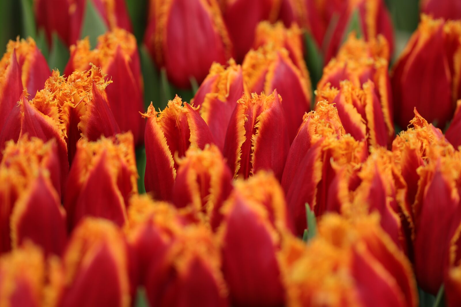 Canon EOS 80D sample photo. Tulips, tulip, flowers photography