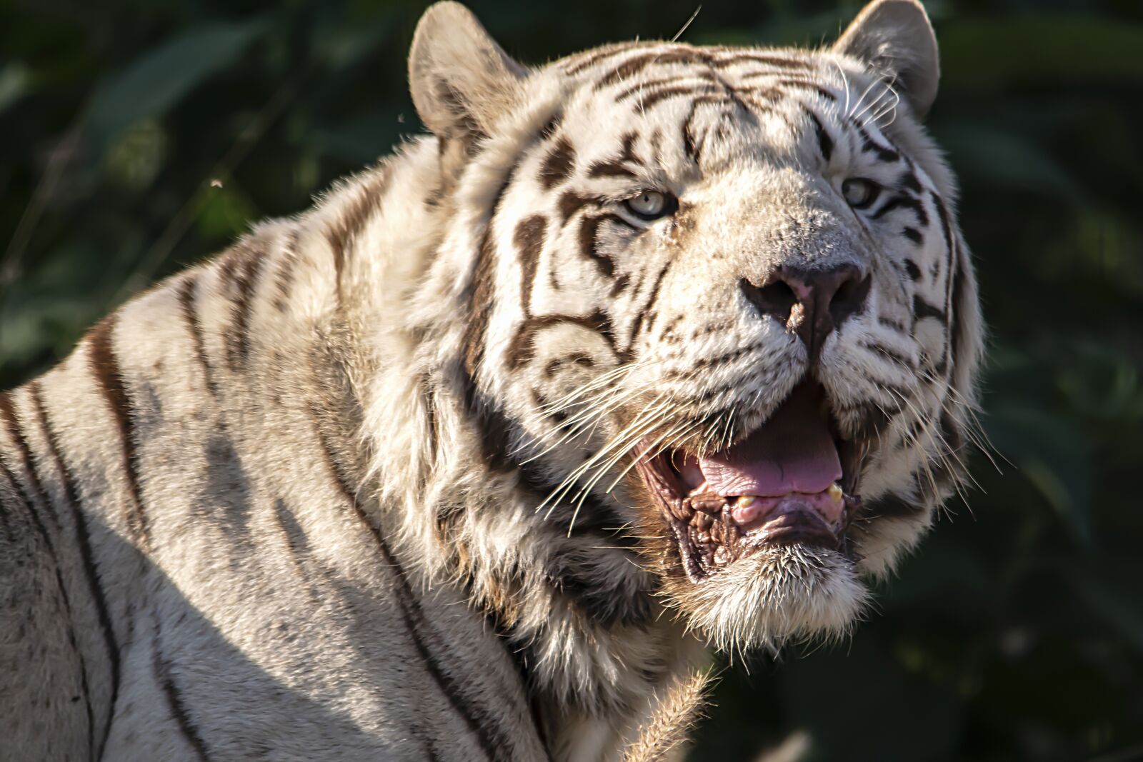 Nikon D3300 sample photo. White, tiger, portrait photography