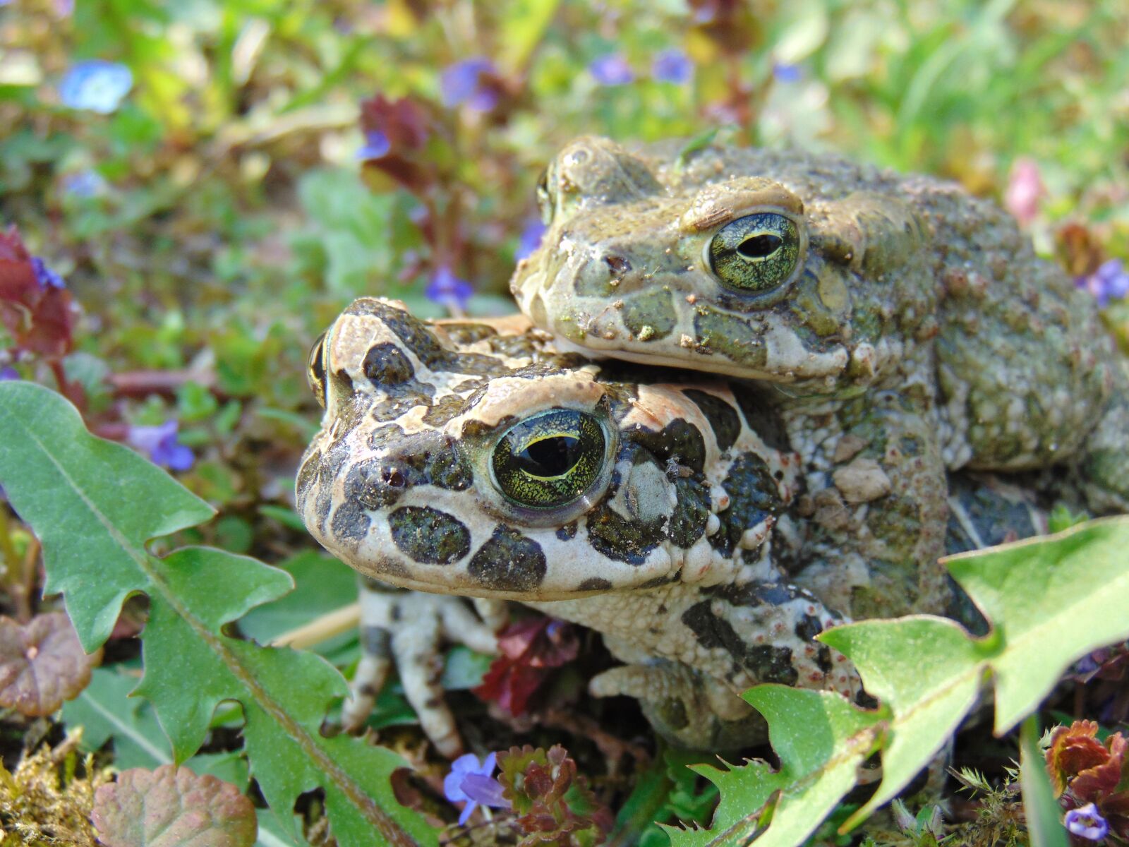 Sony Cyber-shot DSC-H300 sample photo. Frog, spring, nature photography