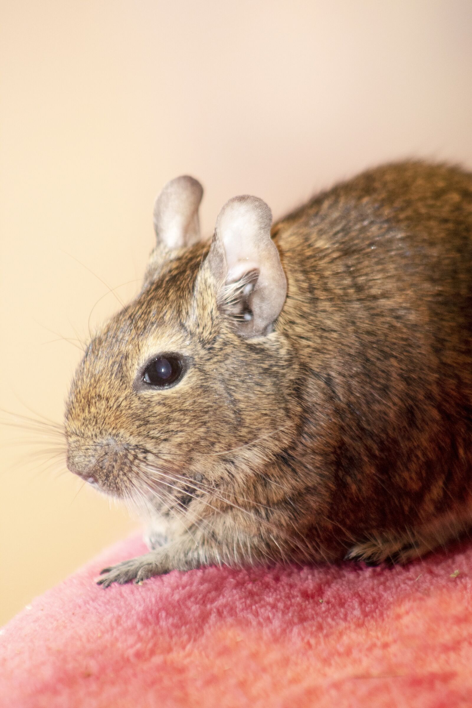 Canon EOS 1300D (EOS Rebel T6 / EOS Kiss X80) sample photo. Degu, animal, cute photography