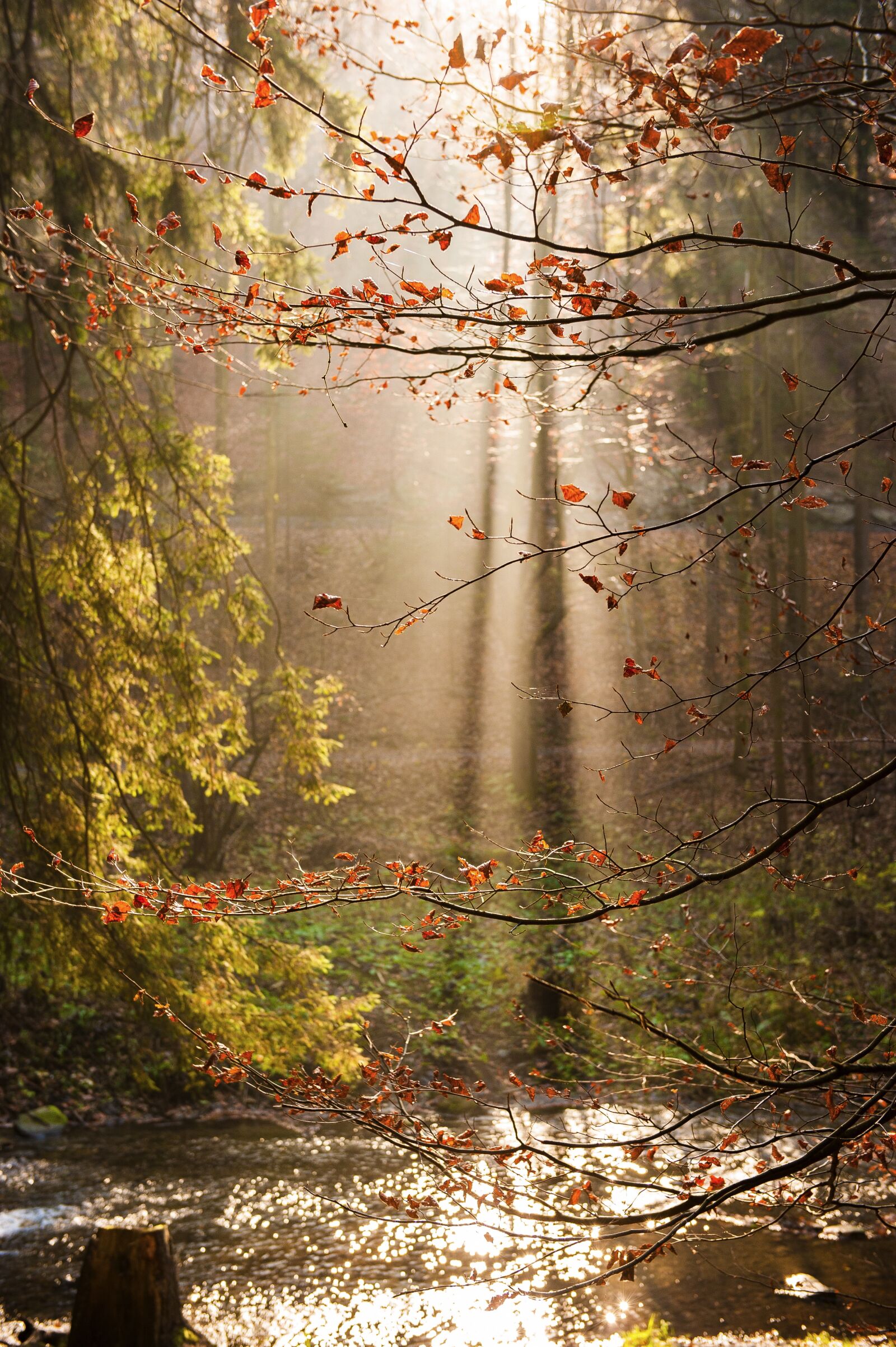 Nikon D700 sample photo. Sun, shadow, leaves photography