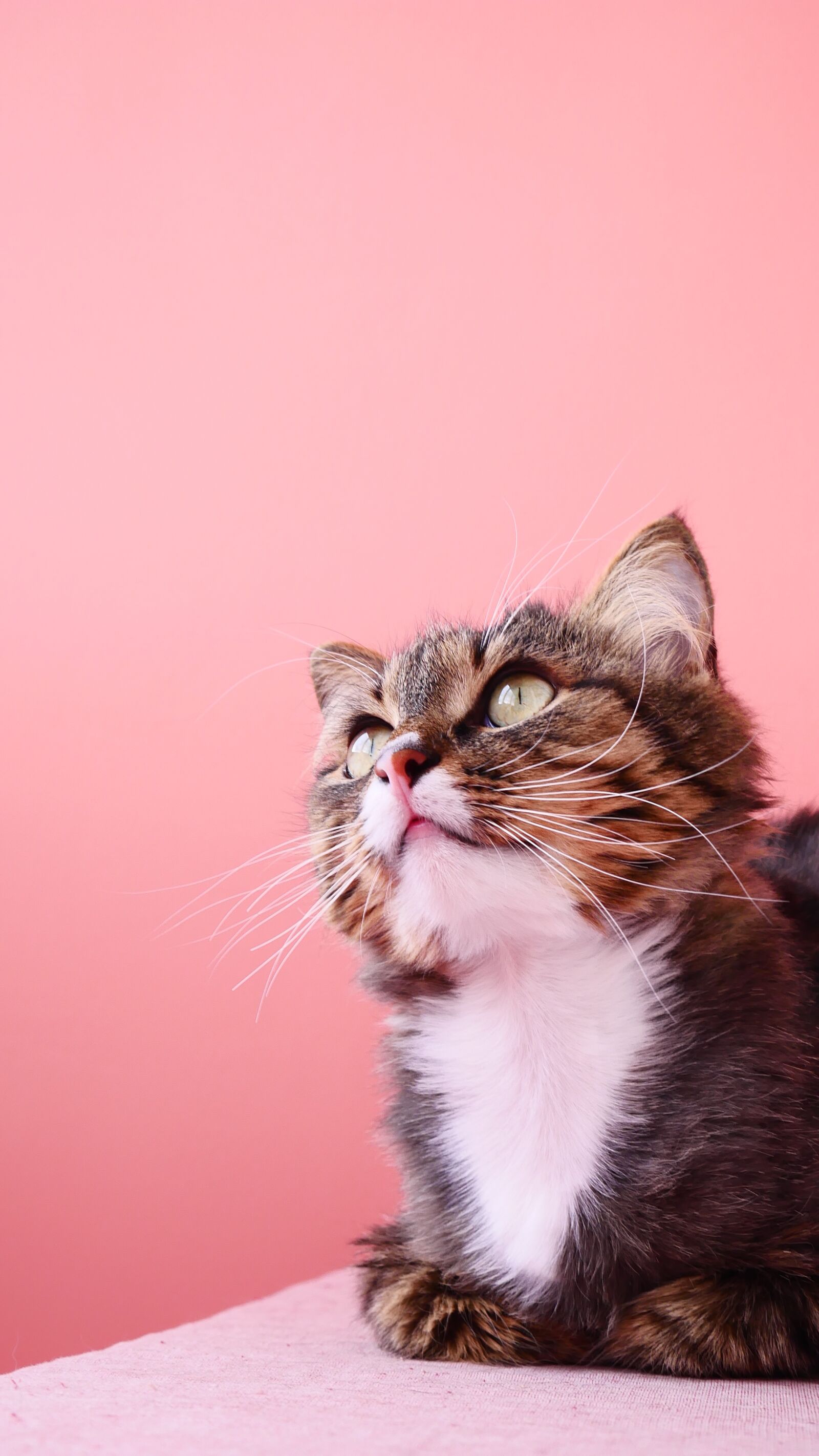Panasonic DMC-G70 sample photo. Cute, cat, animals photography