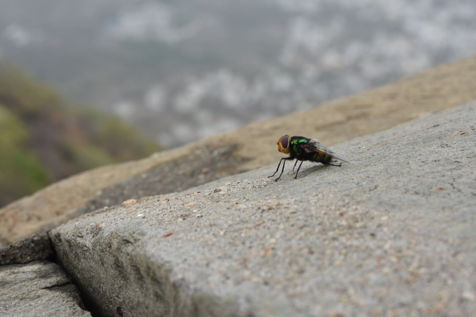 Nikon D3400 sample photo. Fly, insect, bug photography