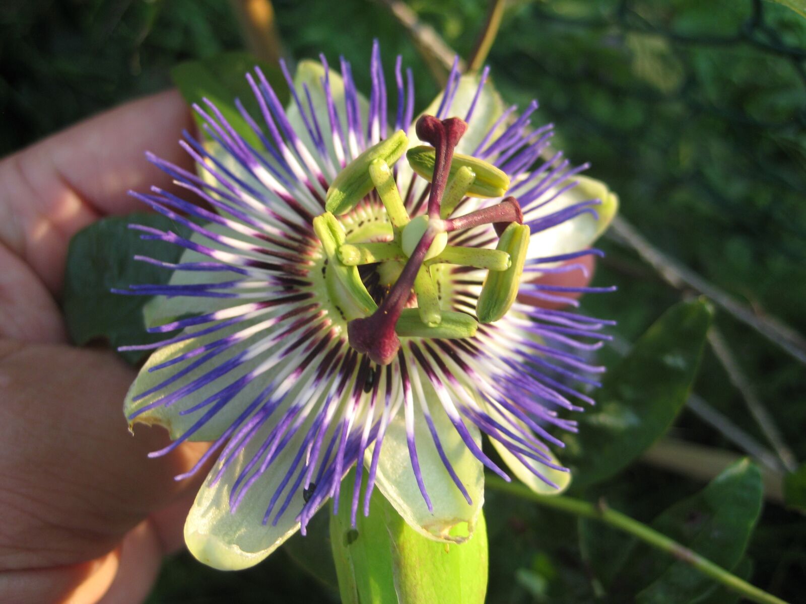 Canon DIGITAL IXUS 75 sample photo. Passion flower, sunny, bloom photography