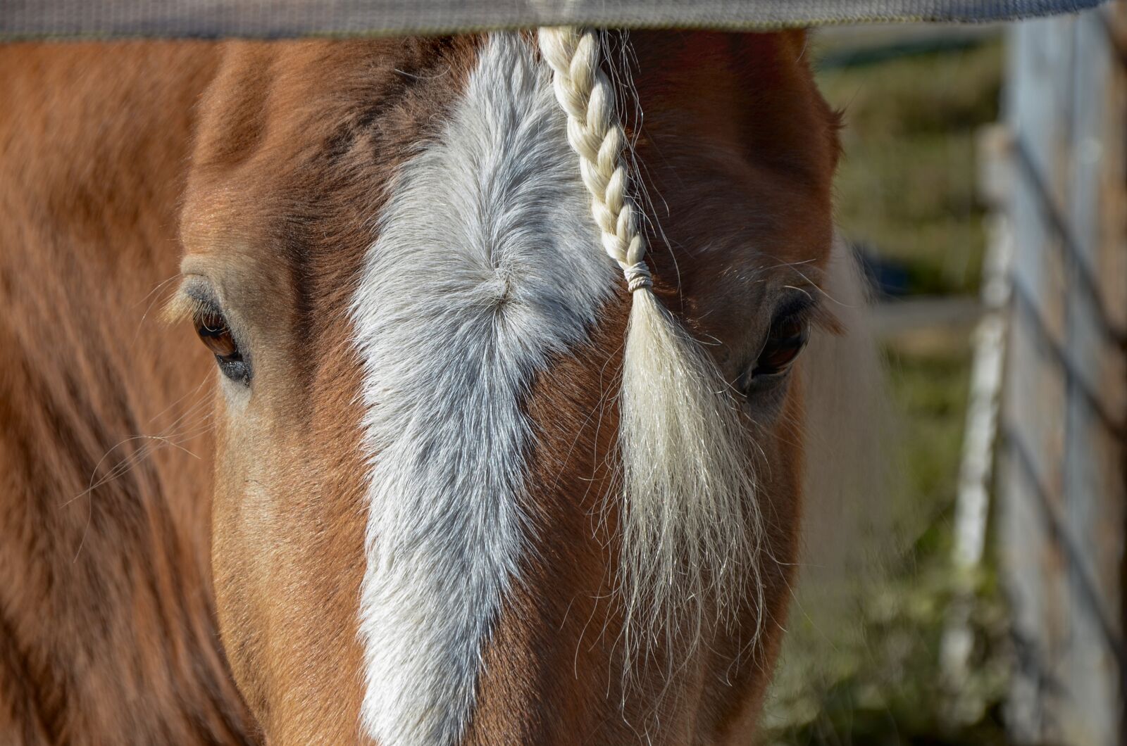 Nikon D7000 sample photo. Horse, head, nature photography