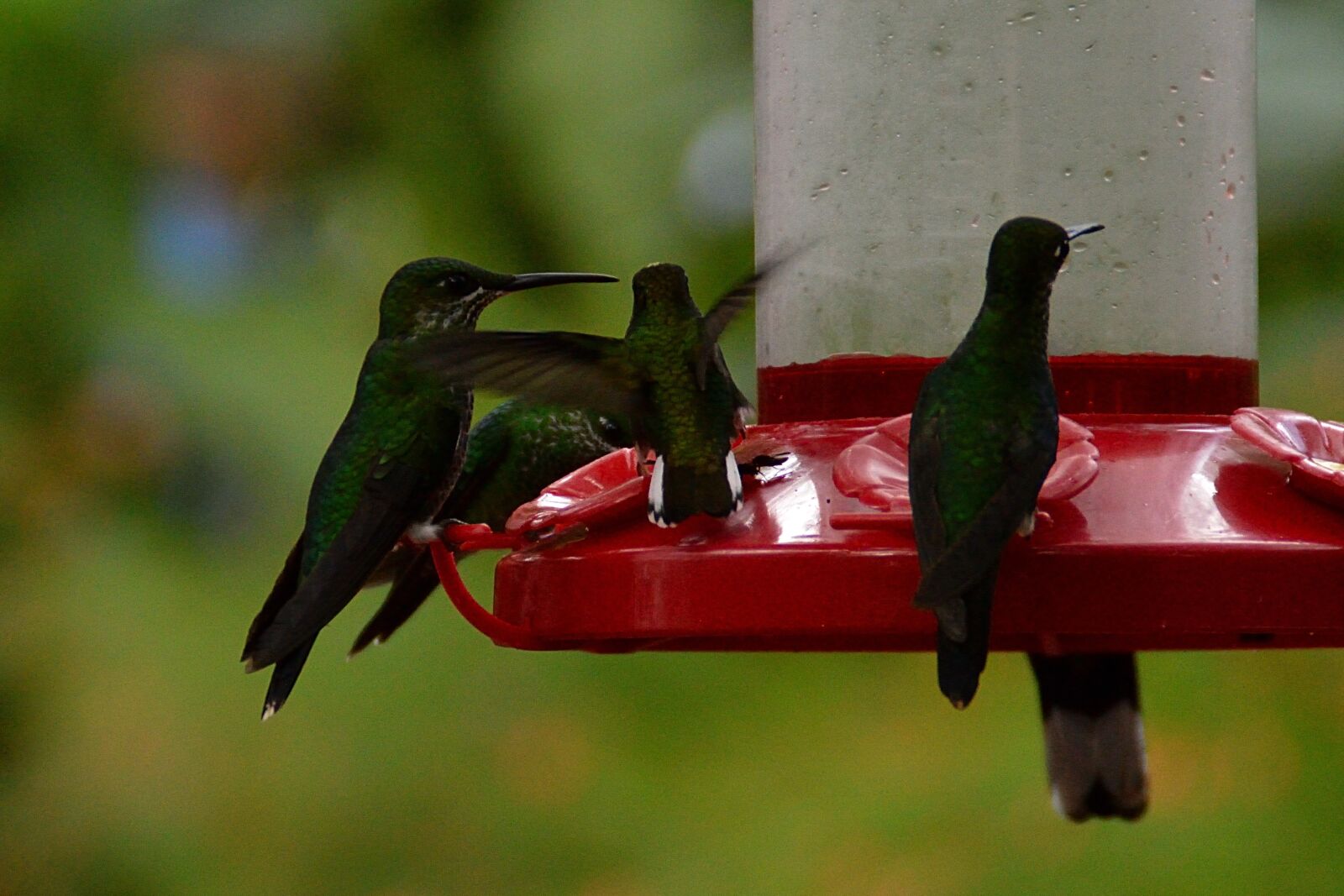 Nikon D3200 sample photo. Ave, birds, bird photography
