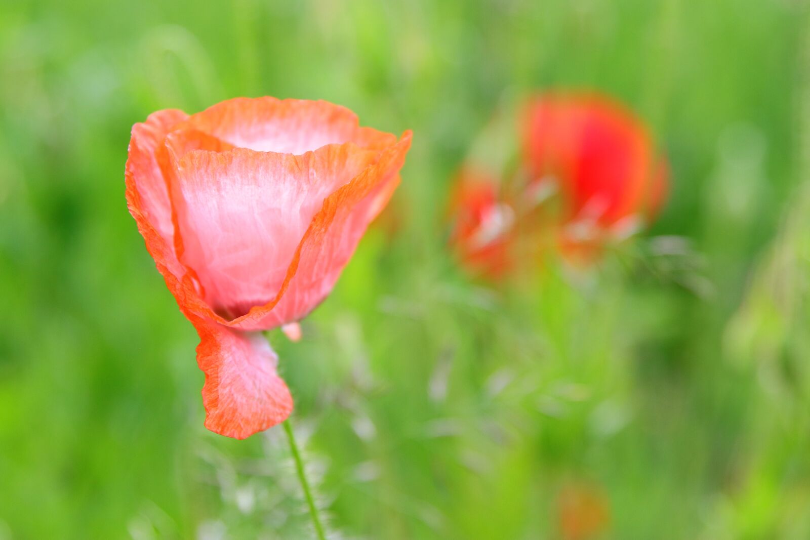 Canon EOS 80D + Canon EF 24-70mm F2.8L II USM sample photo. Poppy, tender, light red photography